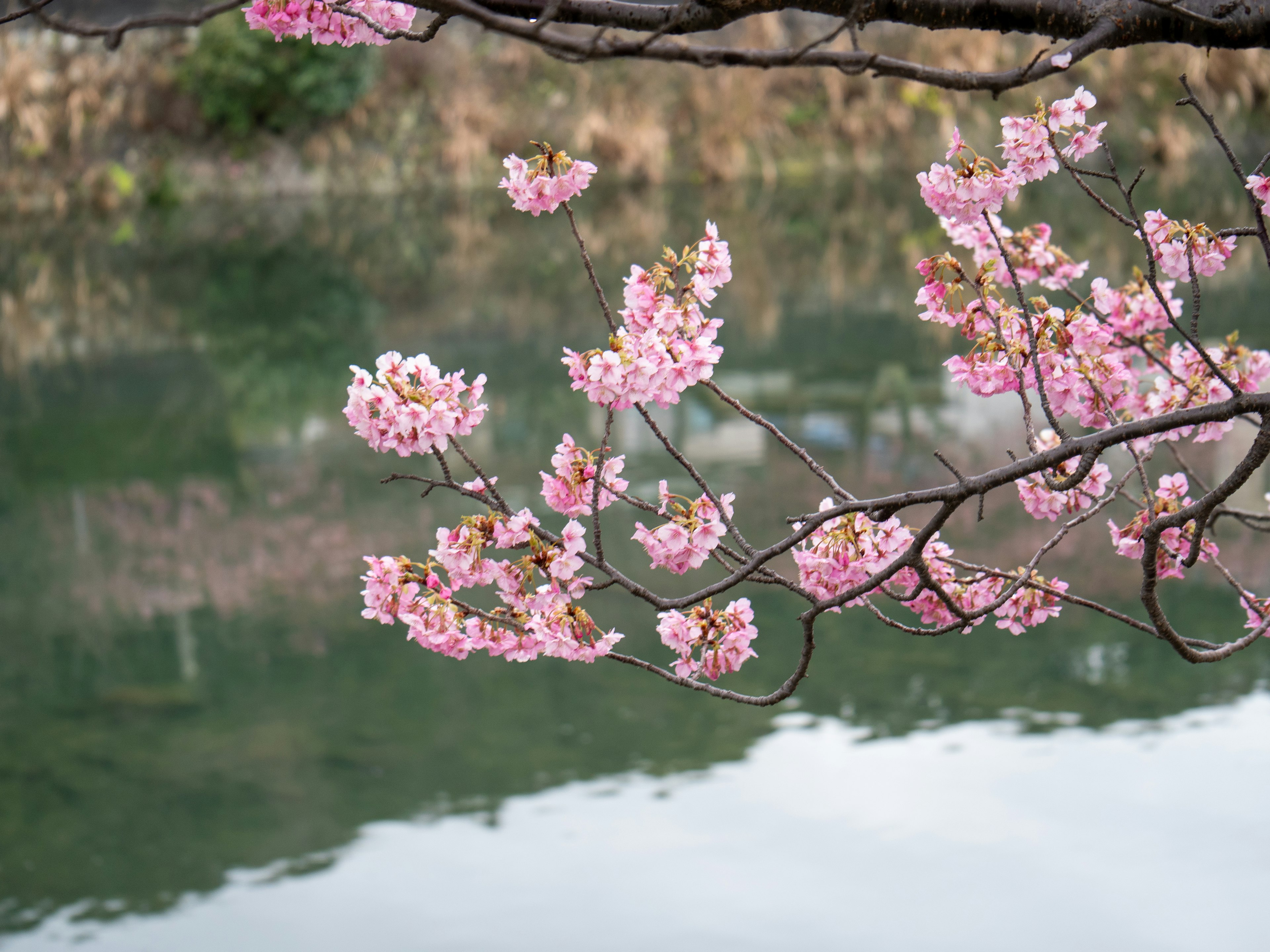 Belle vue des fleurs de cerisier et des branches réfléchies dans l'eau