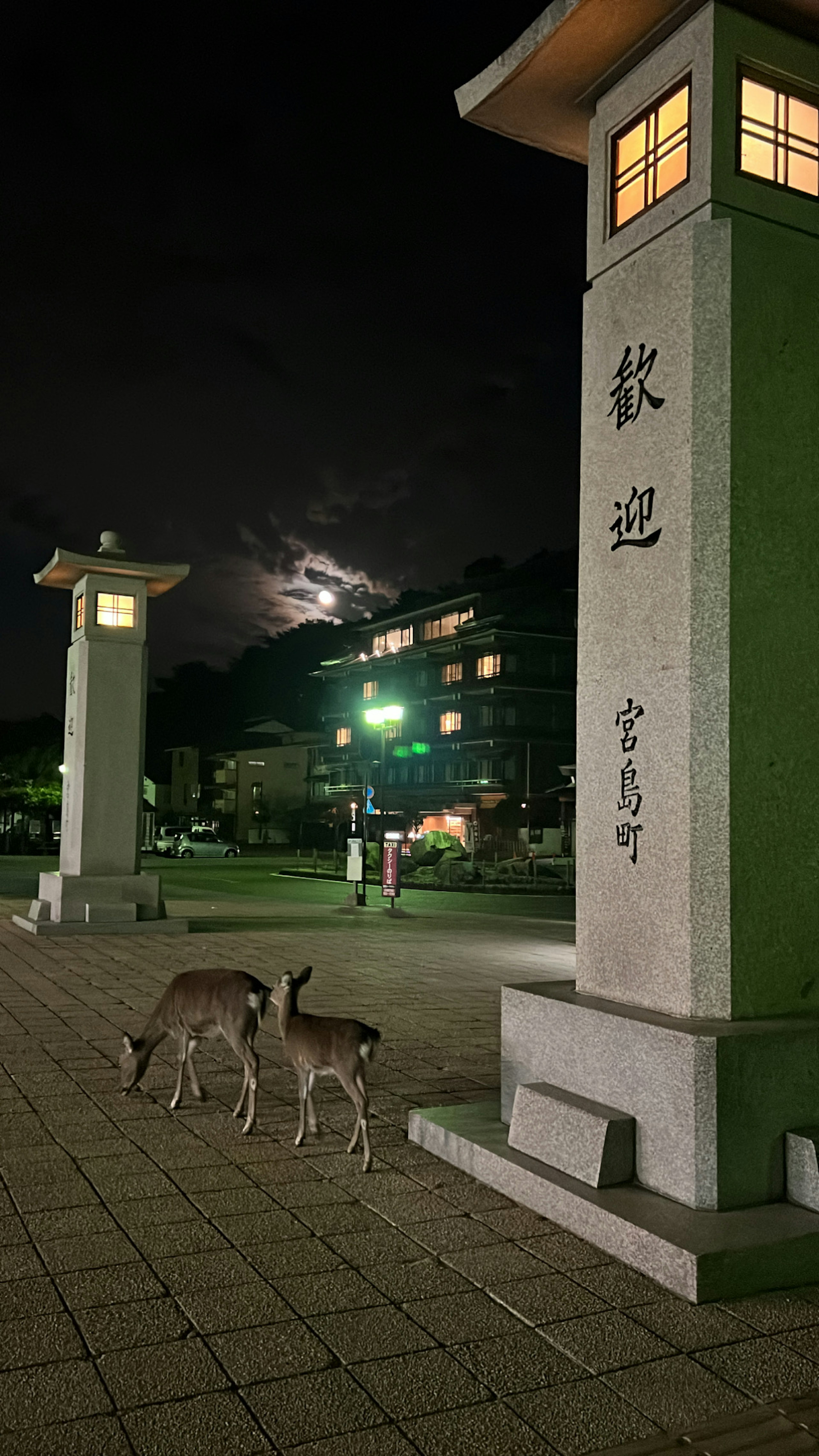 夜の公園にいる鹿と灯籠の光