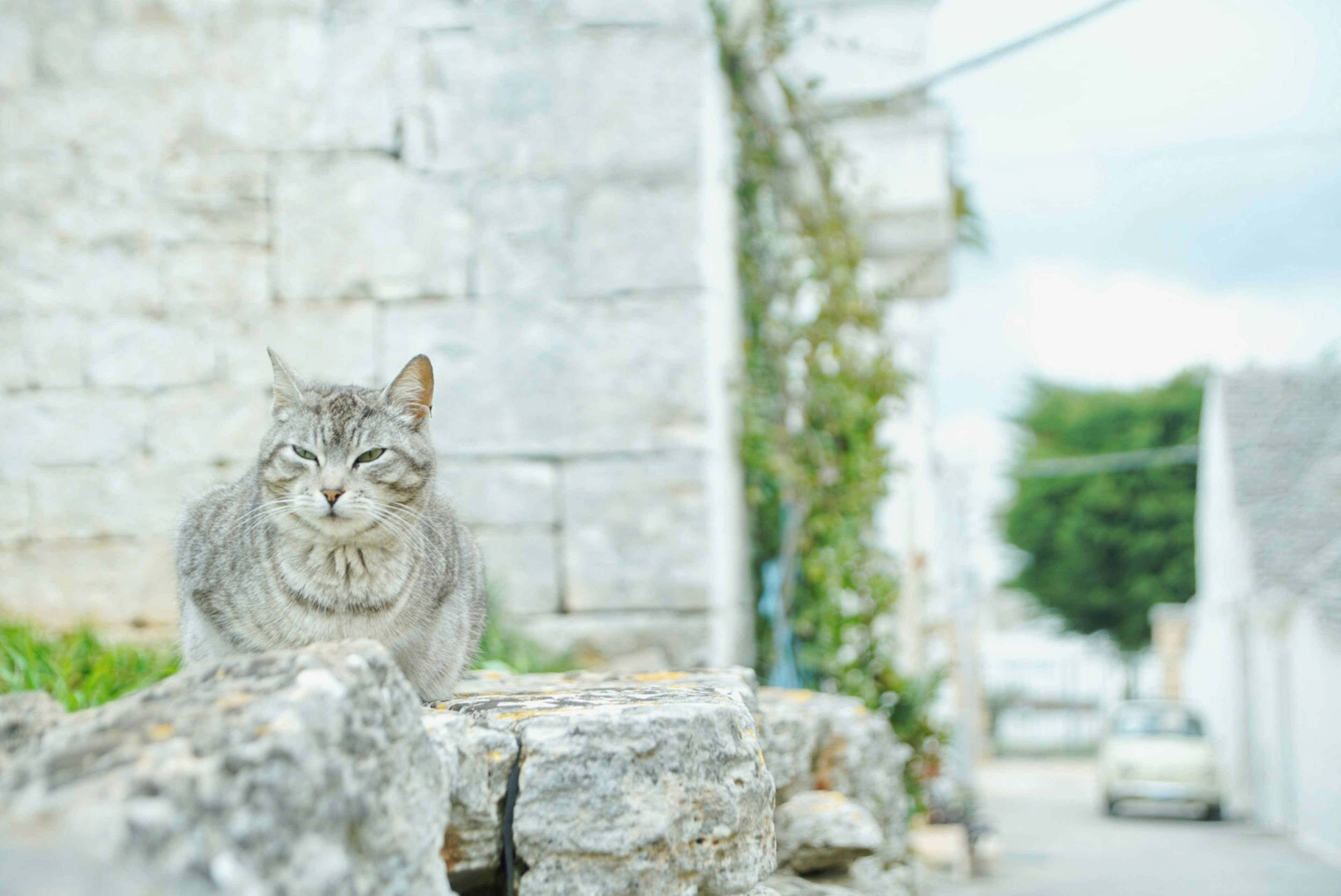 石の上に座っている灰色の猫と静かな街並み