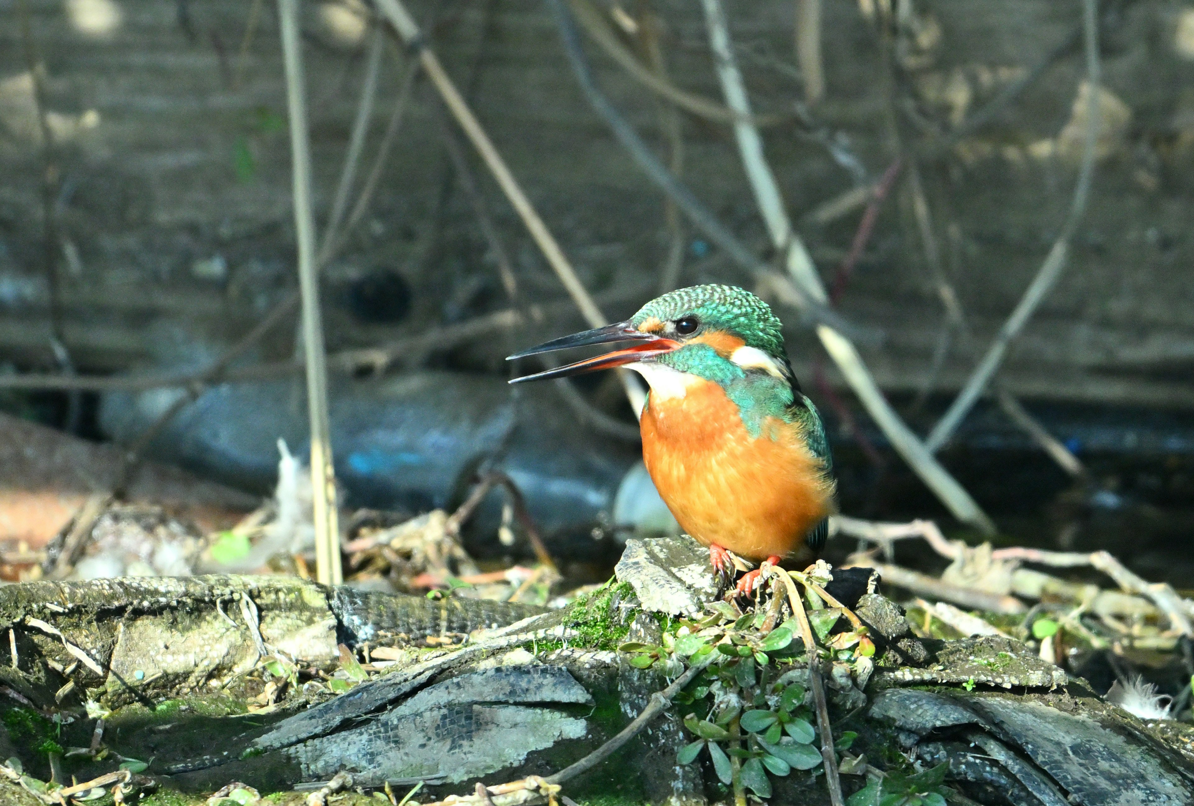 Ein bunter Eisvogel, der auf einem Ast sitzt