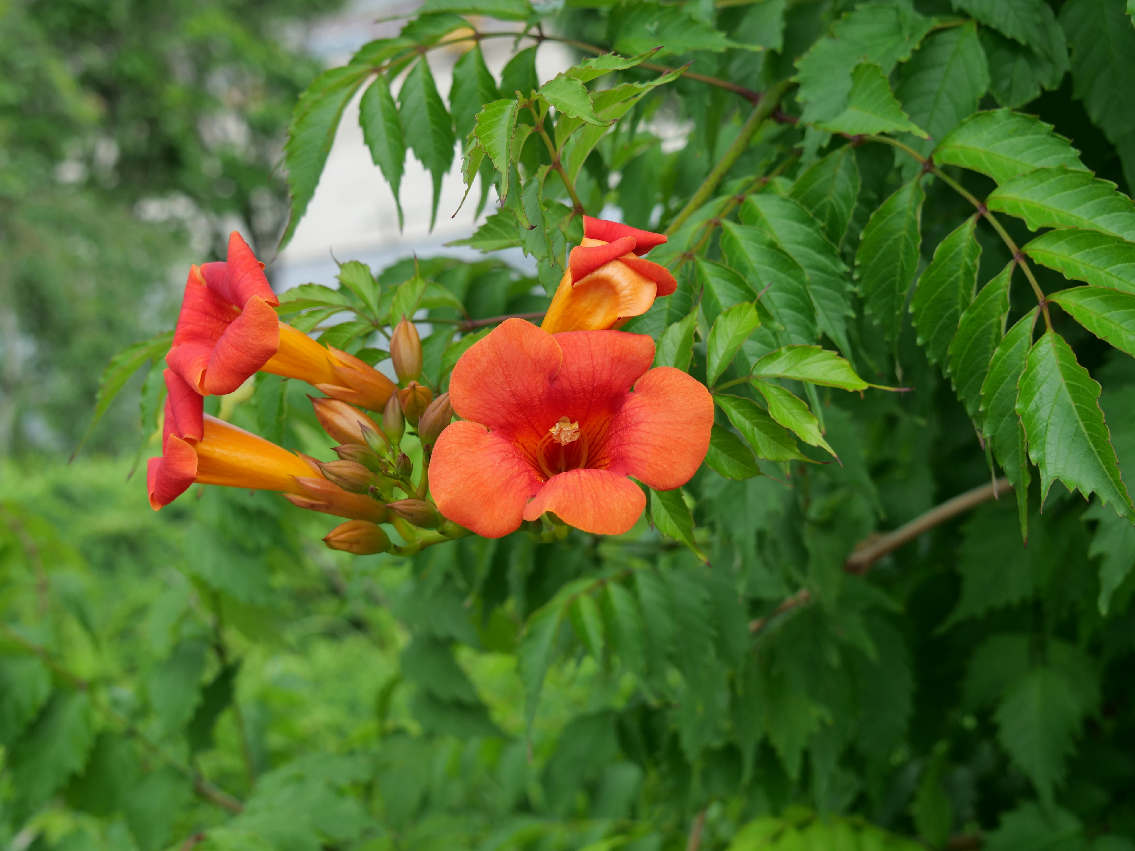 鮮やかなオレンジ色の花と緑の葉の組み合わせ