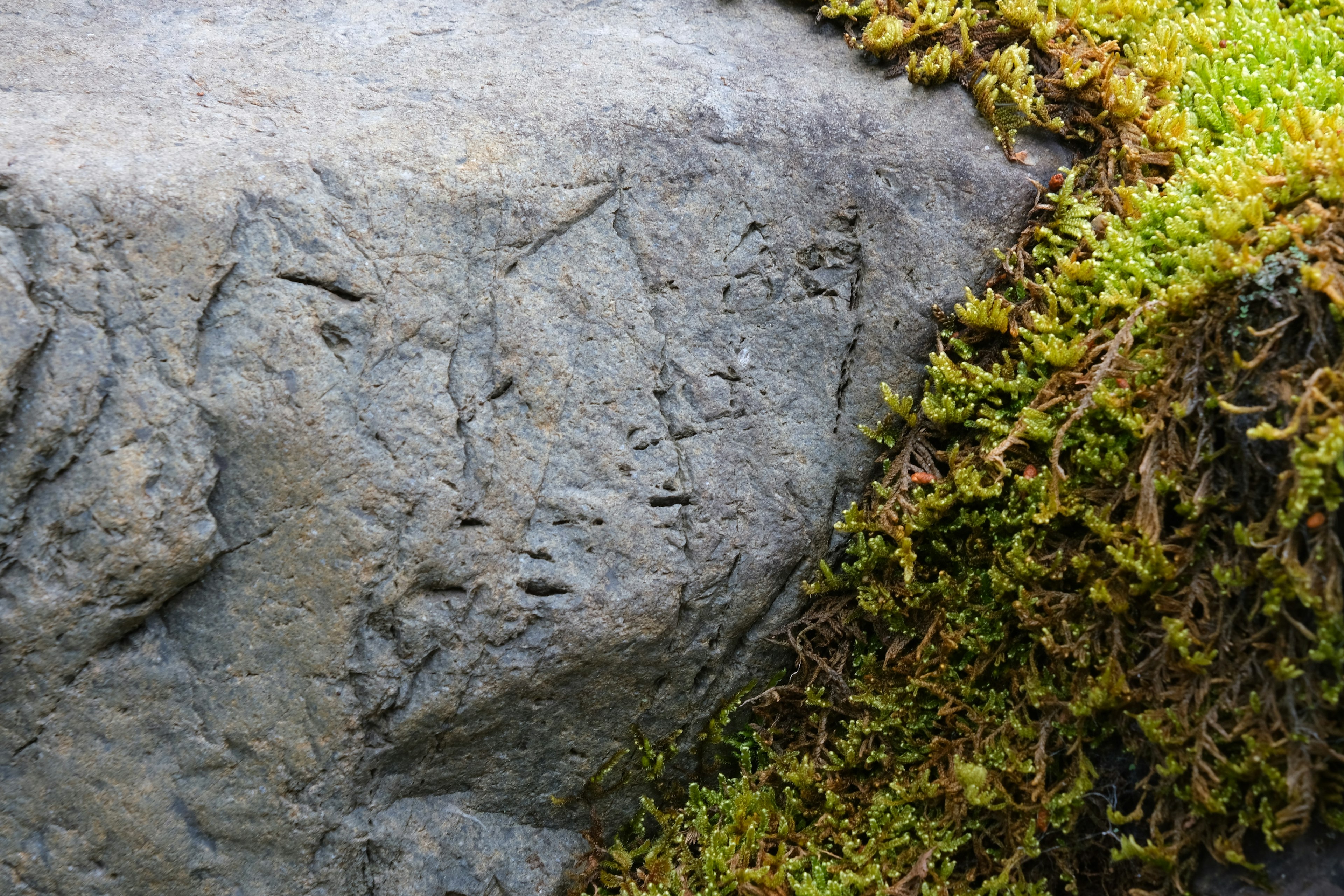 Textura detallada de una superficie de roca cubierta de musgo