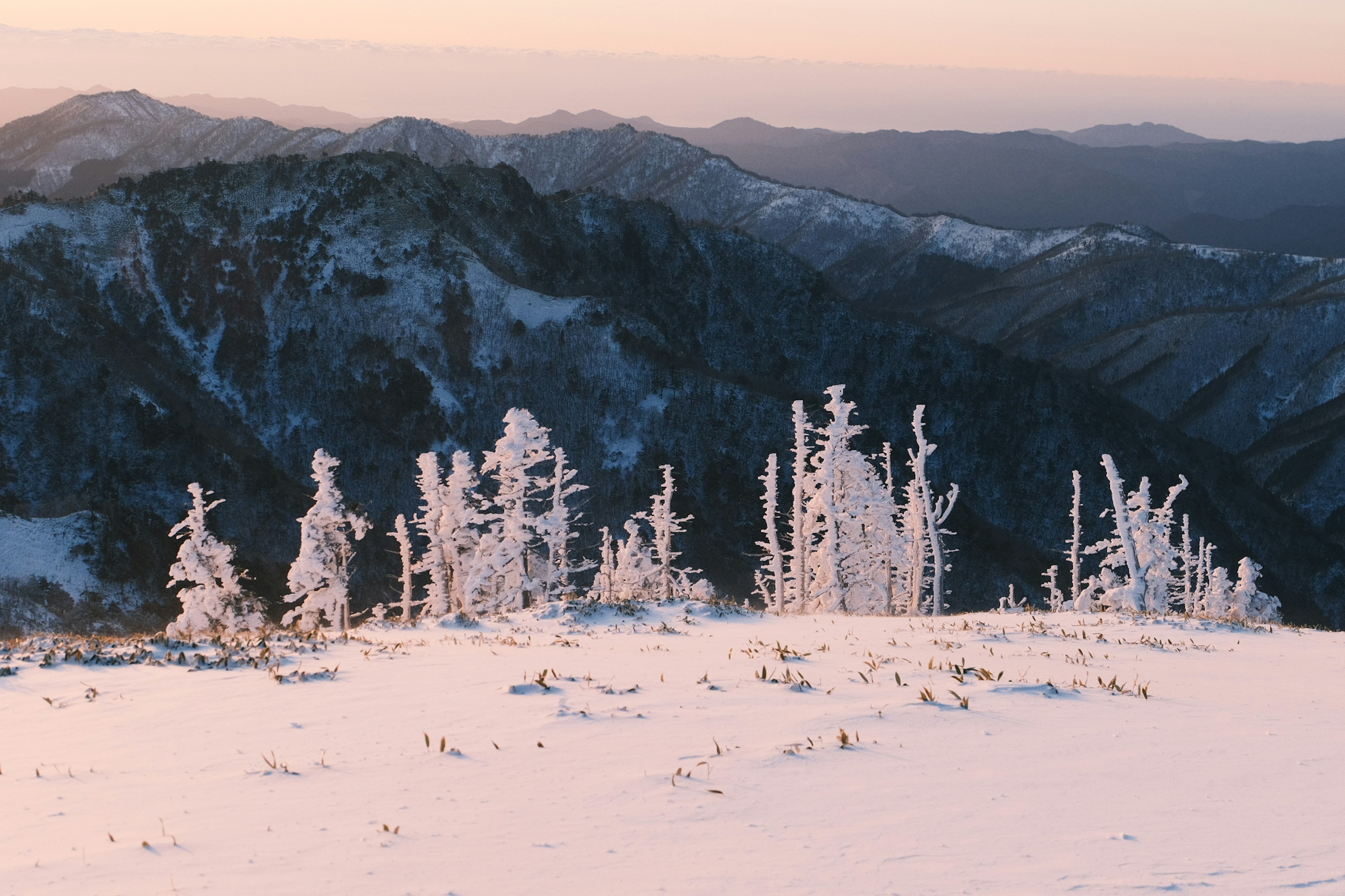 Schneebedeckte Bäume und Berglandschaft mit sanftem Morgenlicht