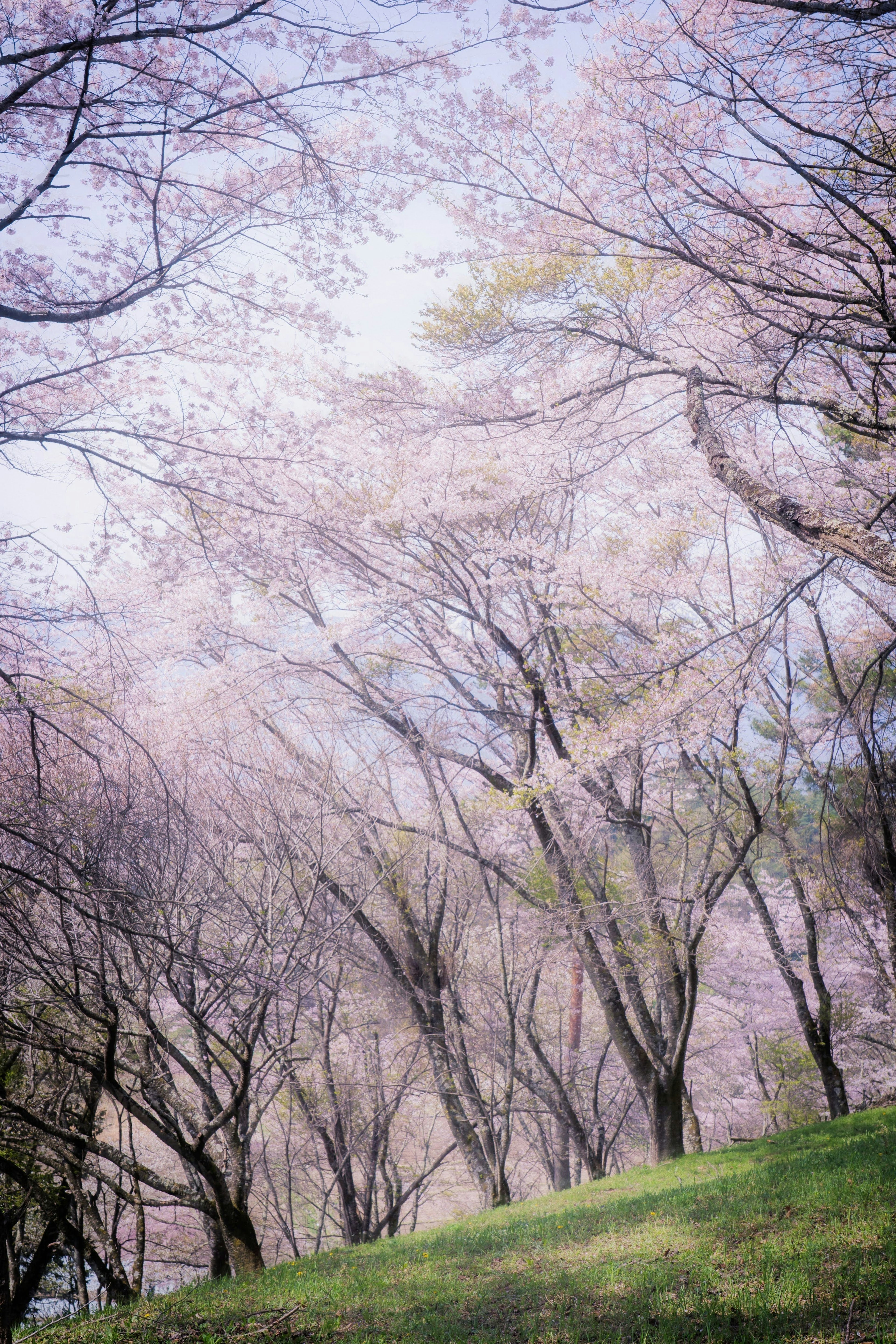 桜の木が広がる風景に淡いピンク色の花びらが咲いている