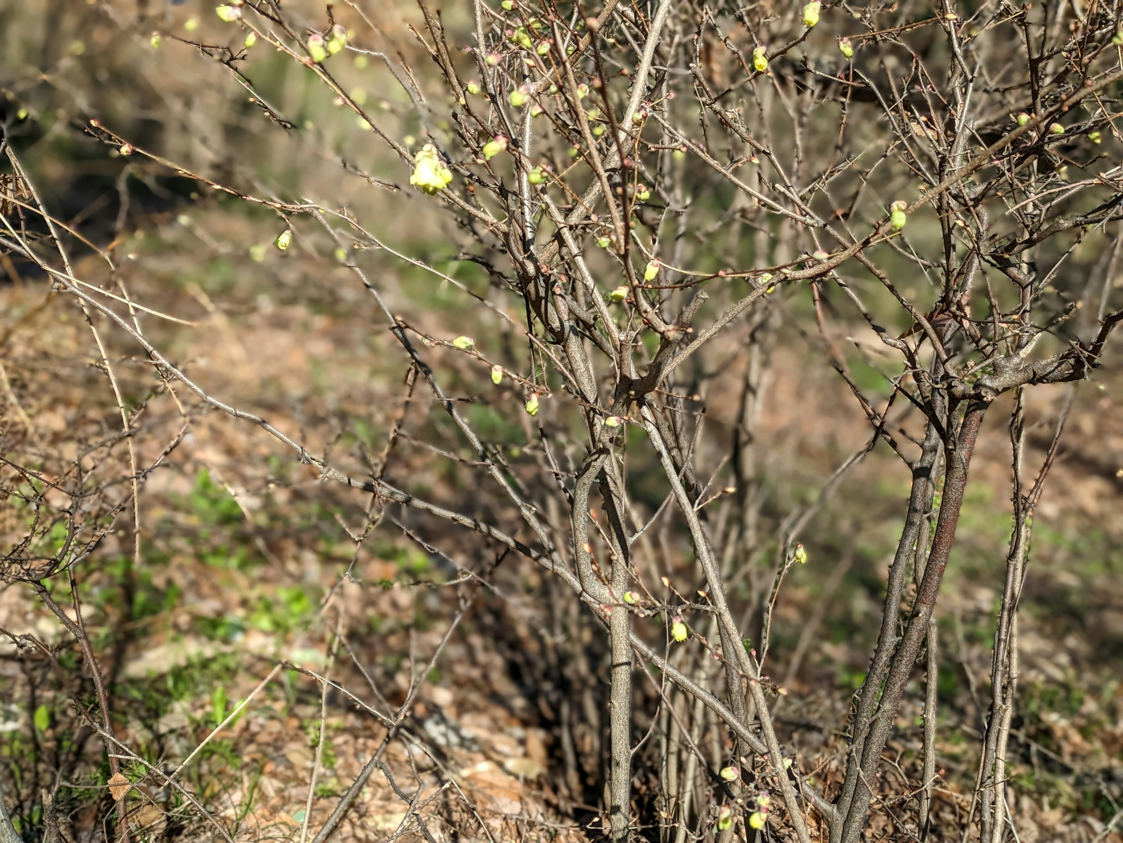 Imagen de un árbol con pequeñas hojas brotando en ramas secas