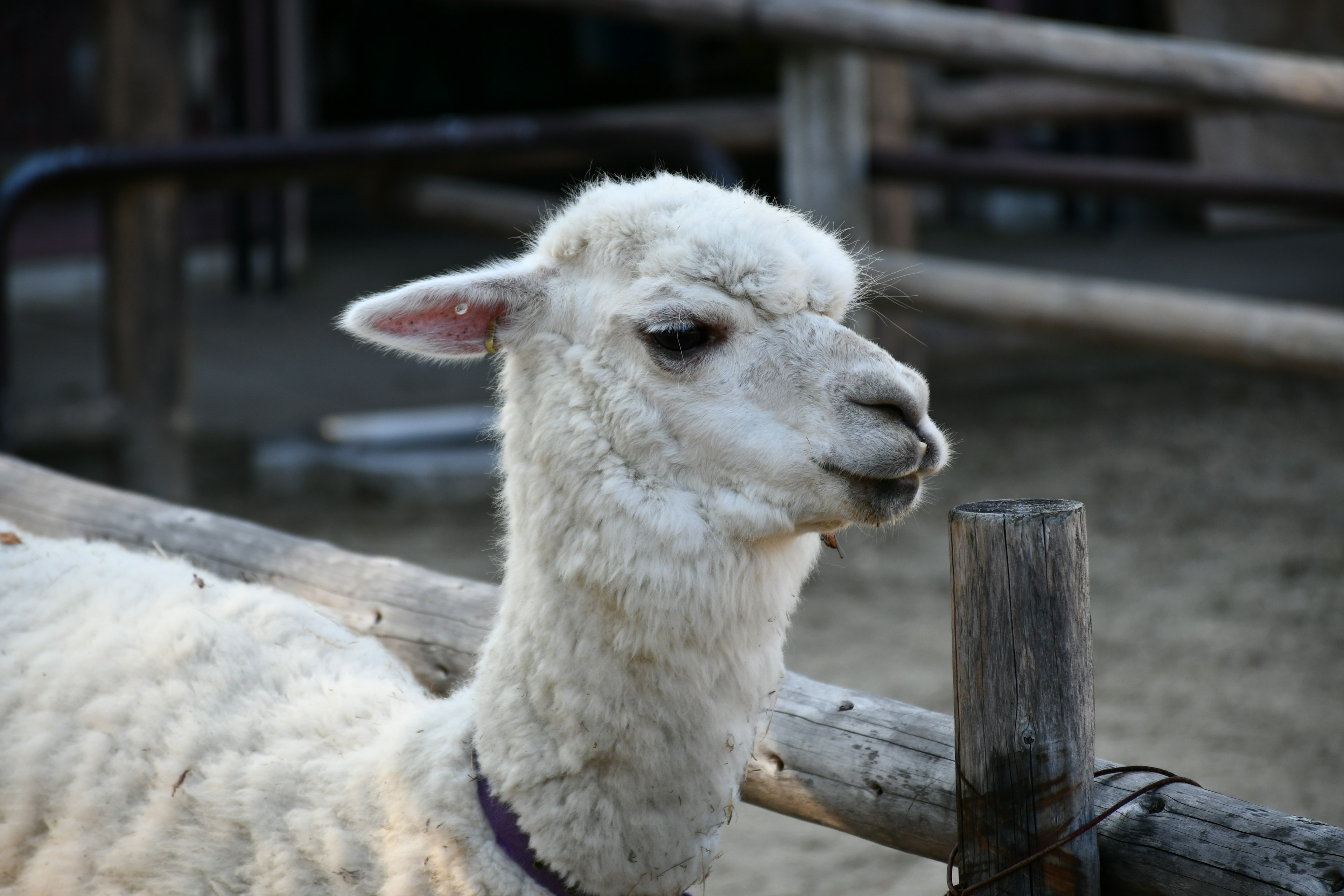 Un alpaca blanco de pie cerca de una cerca