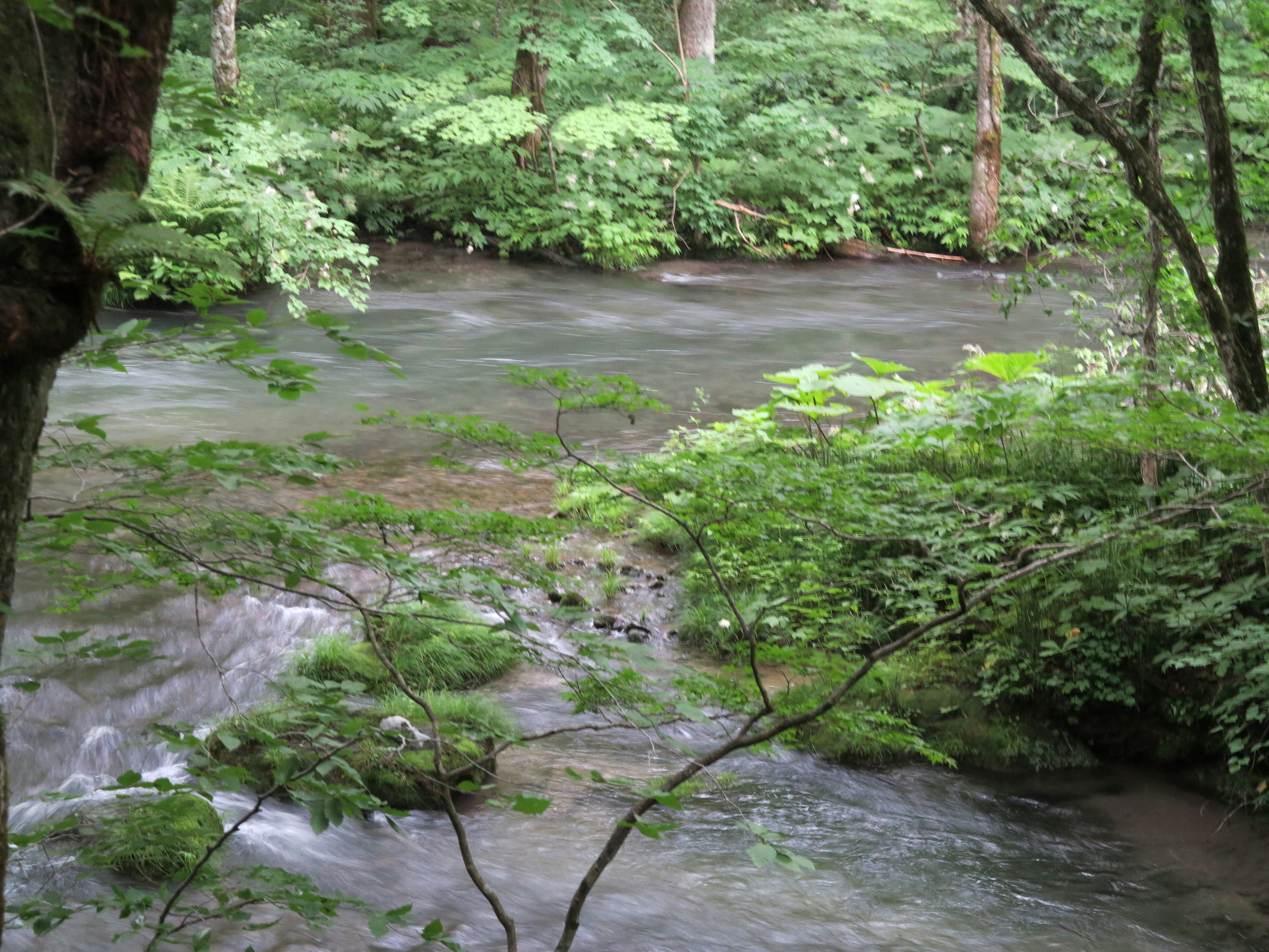 Ein ruhiger Bach, der durch einen üppigen grünen Wald fließt