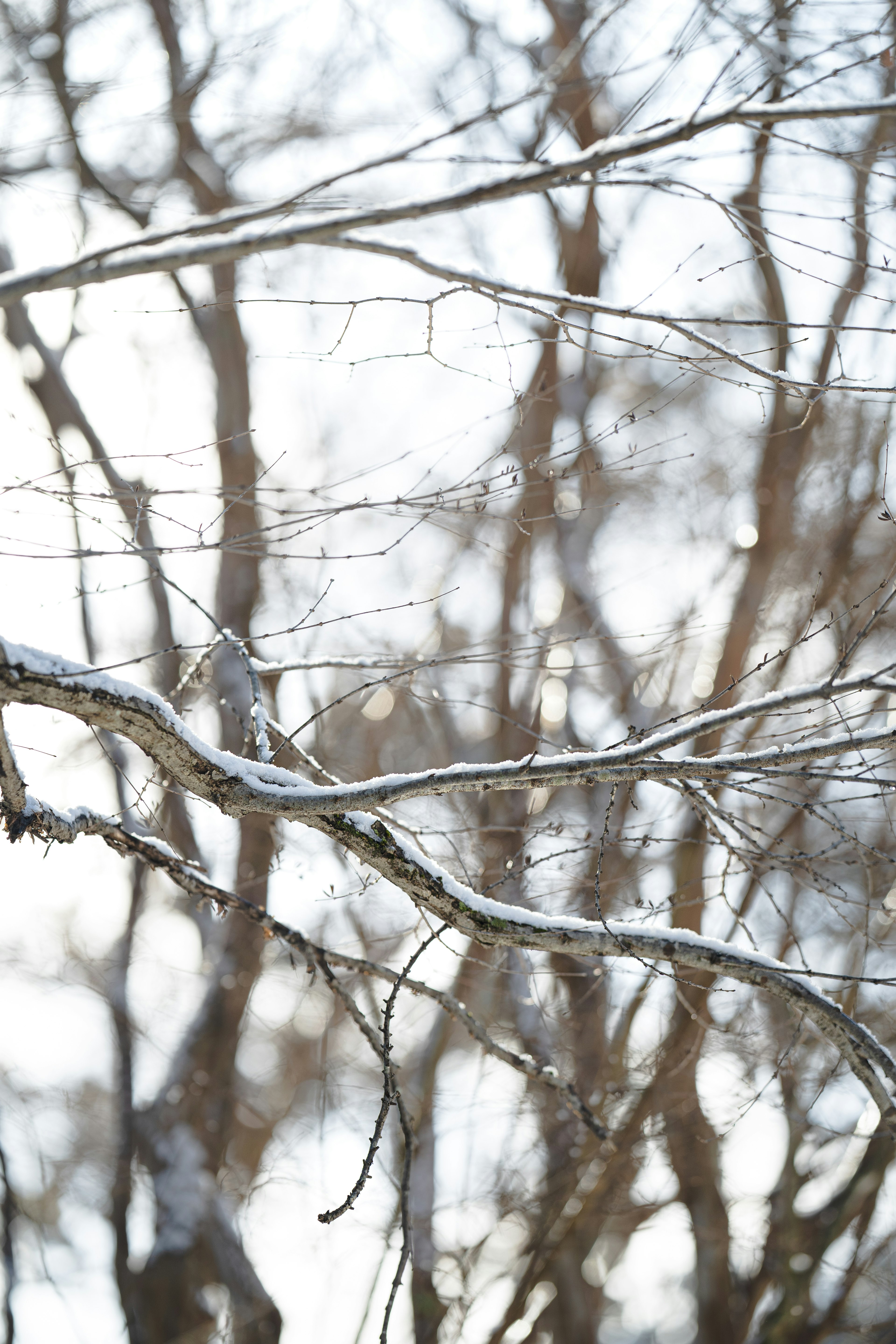 Ramas de árboles cubiertos de nieve con fondo borroso