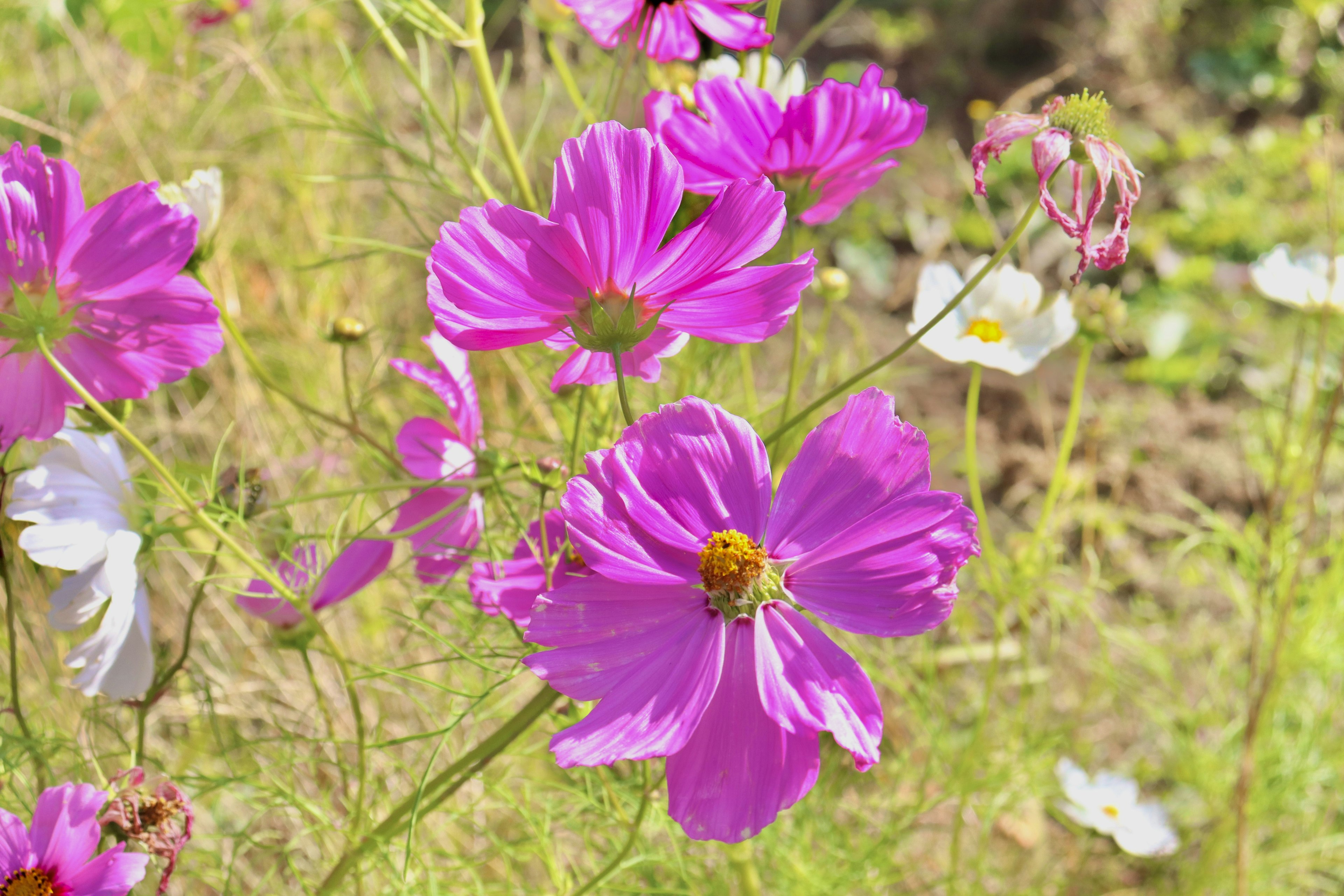 Flores de cosmos rosas vibrantes floreciendo en un entorno natural