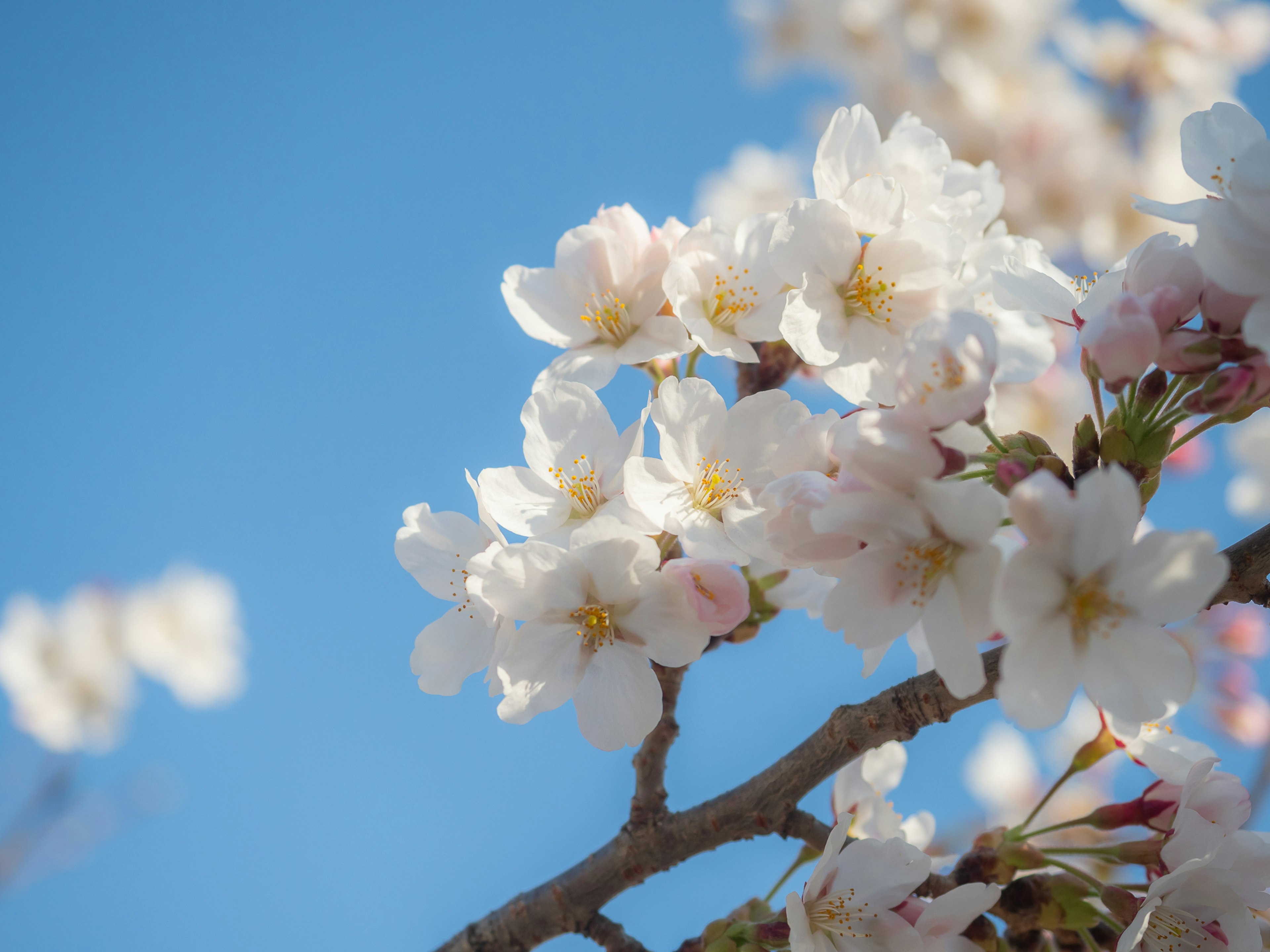 Fleurs de cerisier en fleurs contre un ciel bleu