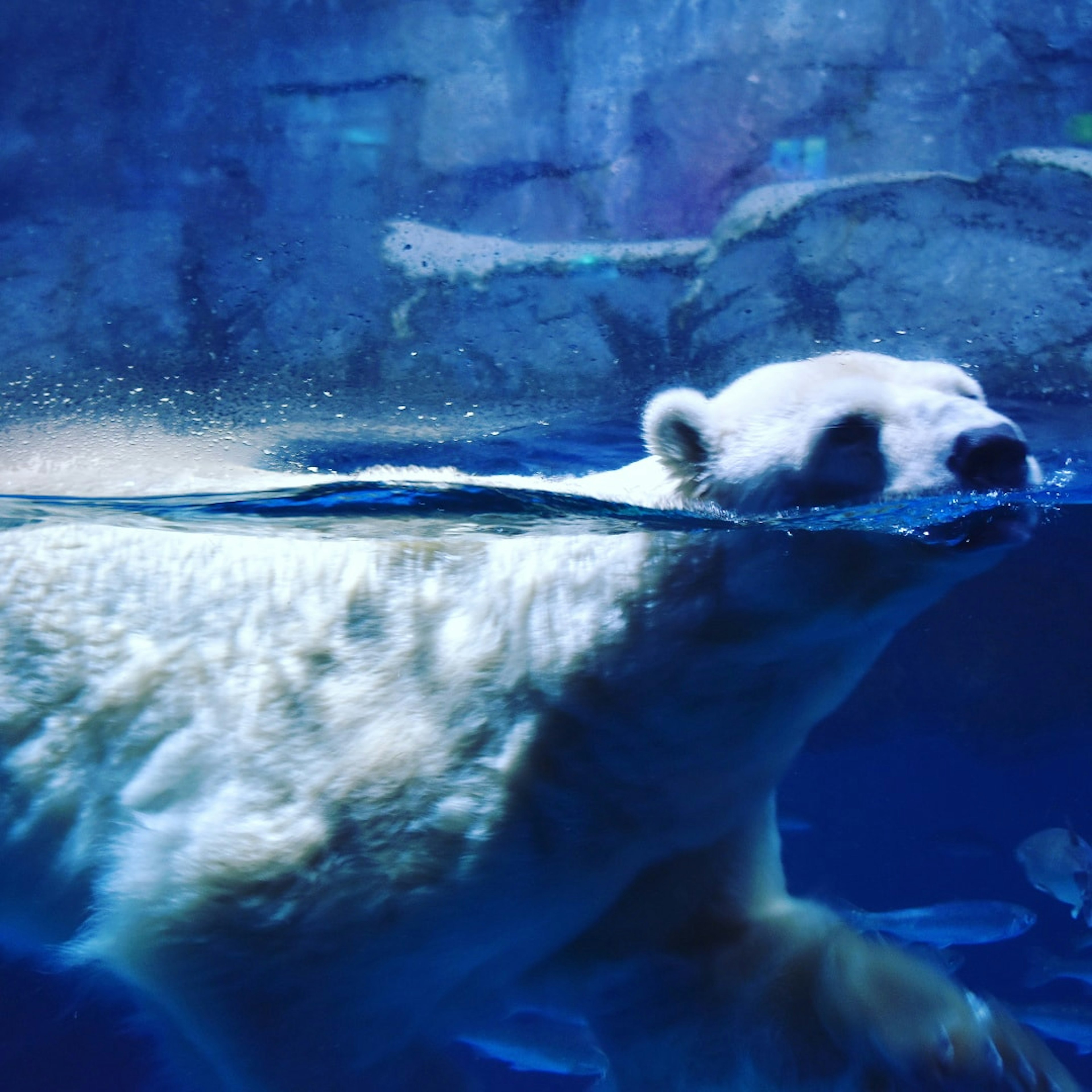 Polar bear swimming in water with a blue background and rocks