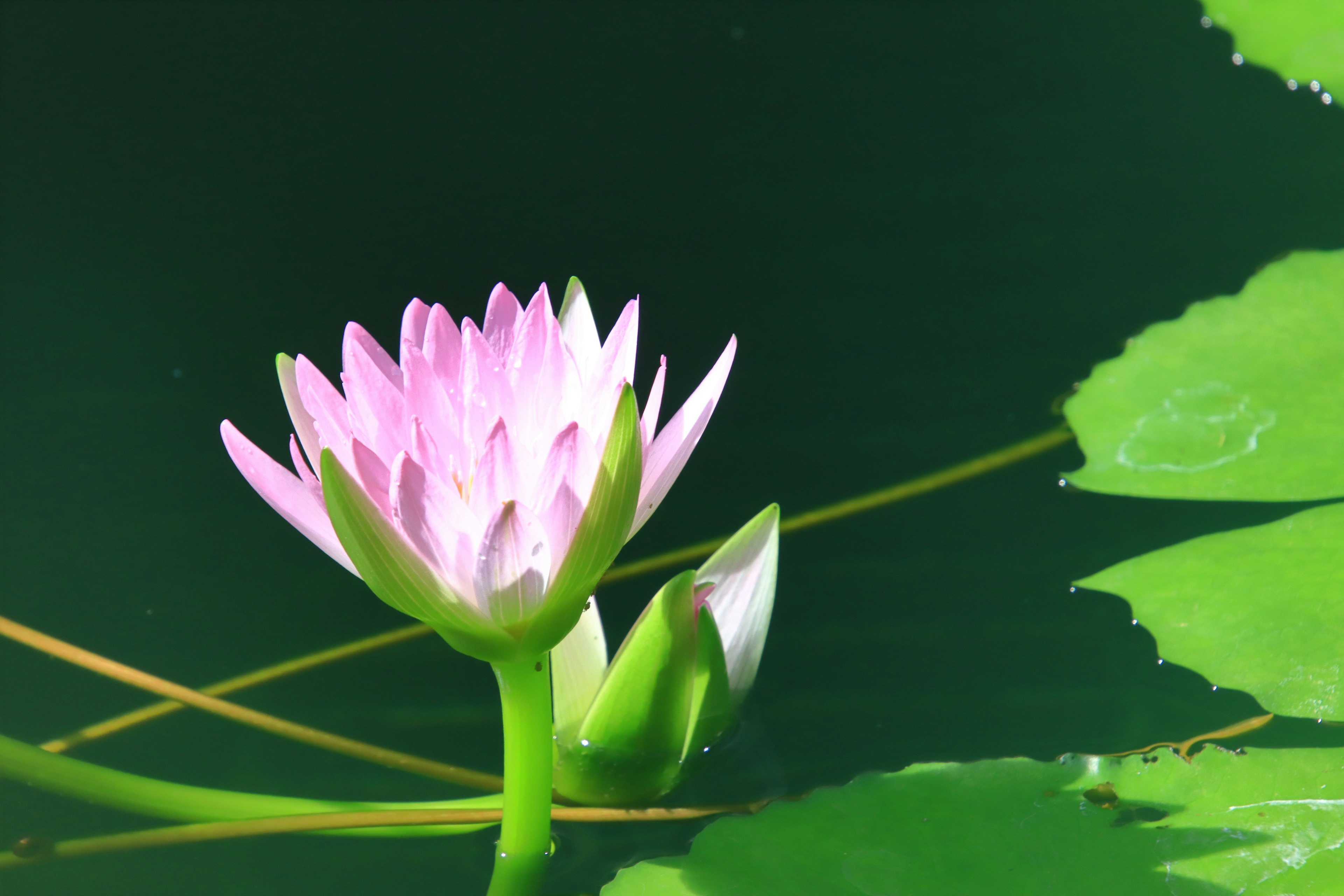 水面に浮かぶ美しいピンクのハスの花と葉