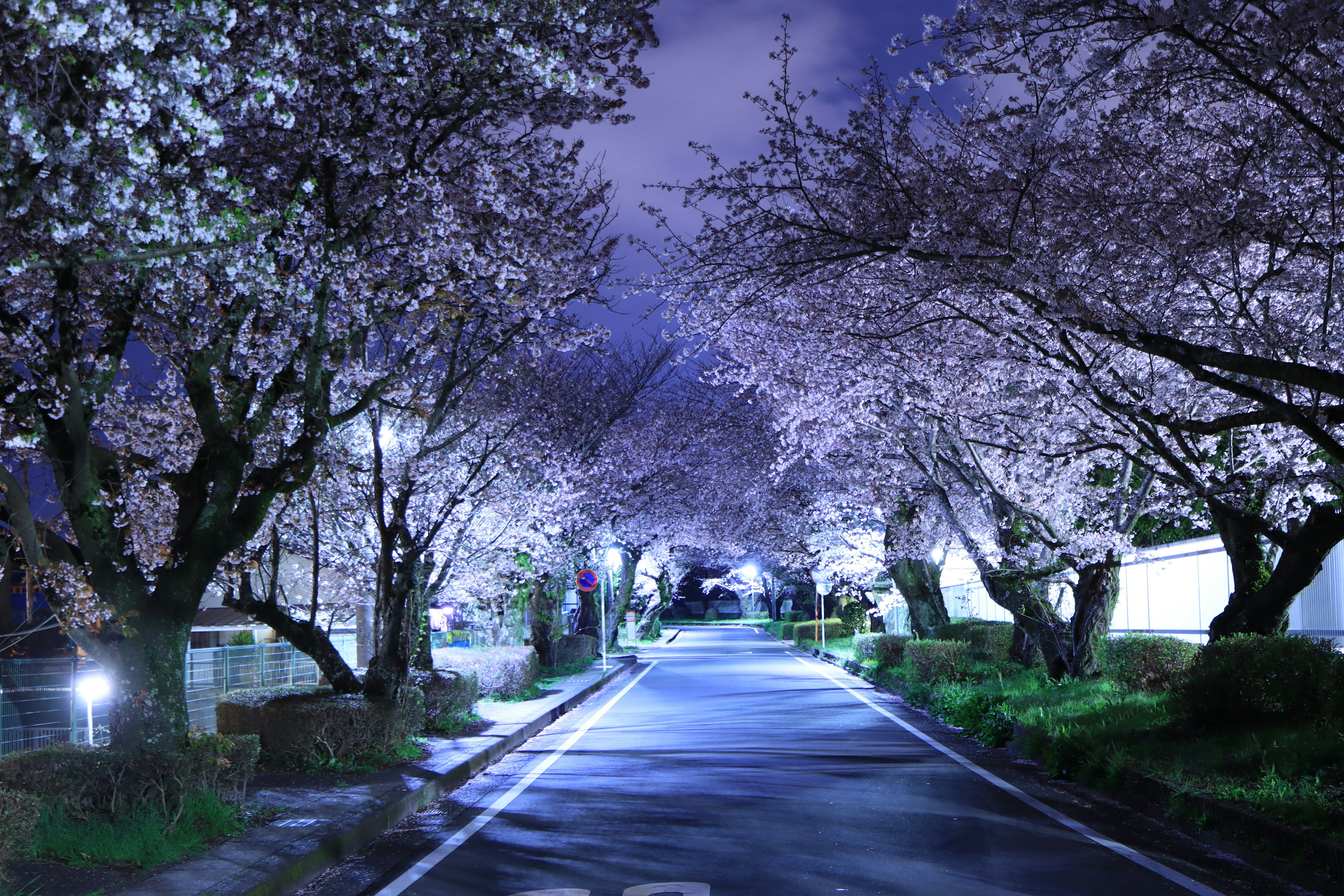 Hermoso camino de cerezos en flor de noche