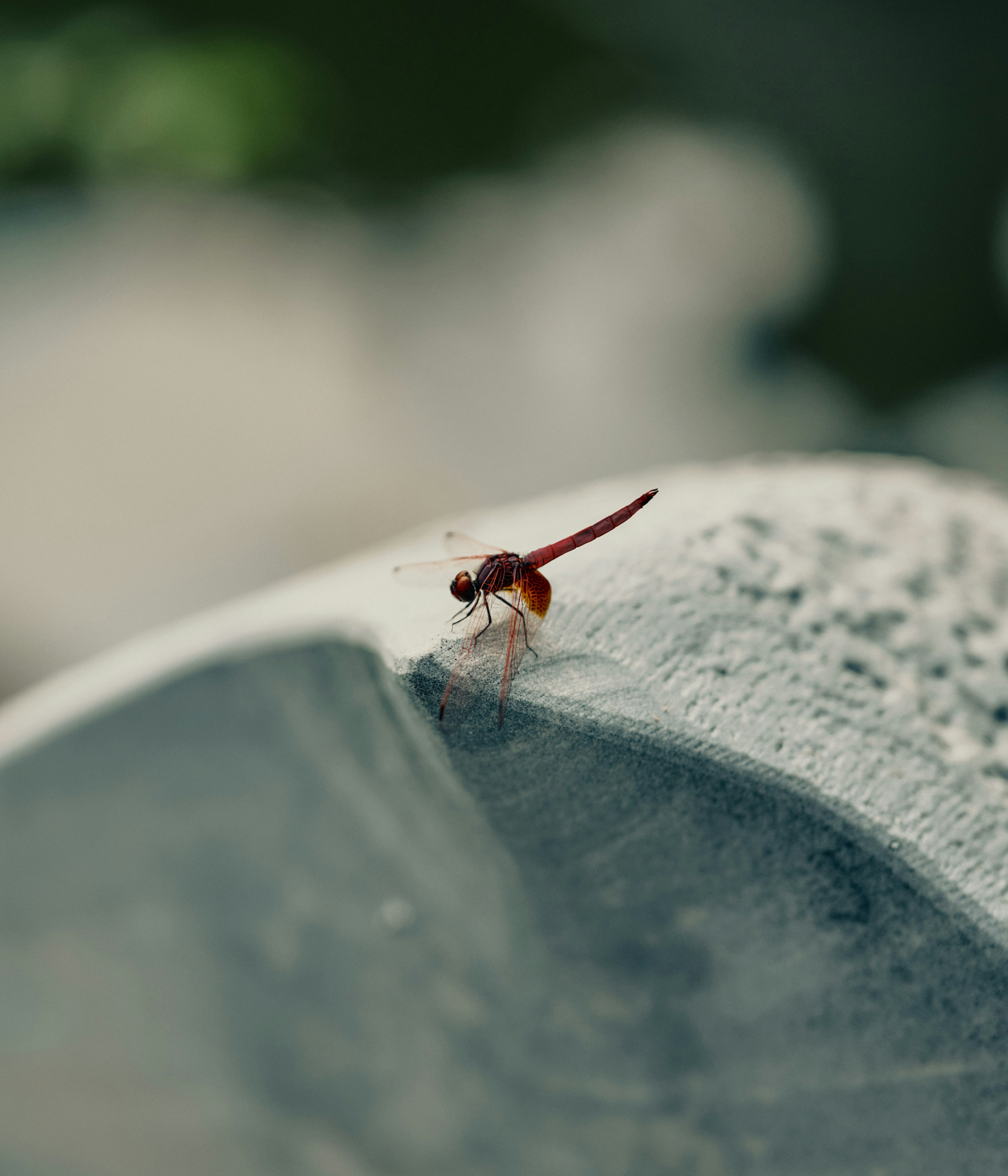 A red dragonfly perched on a stone