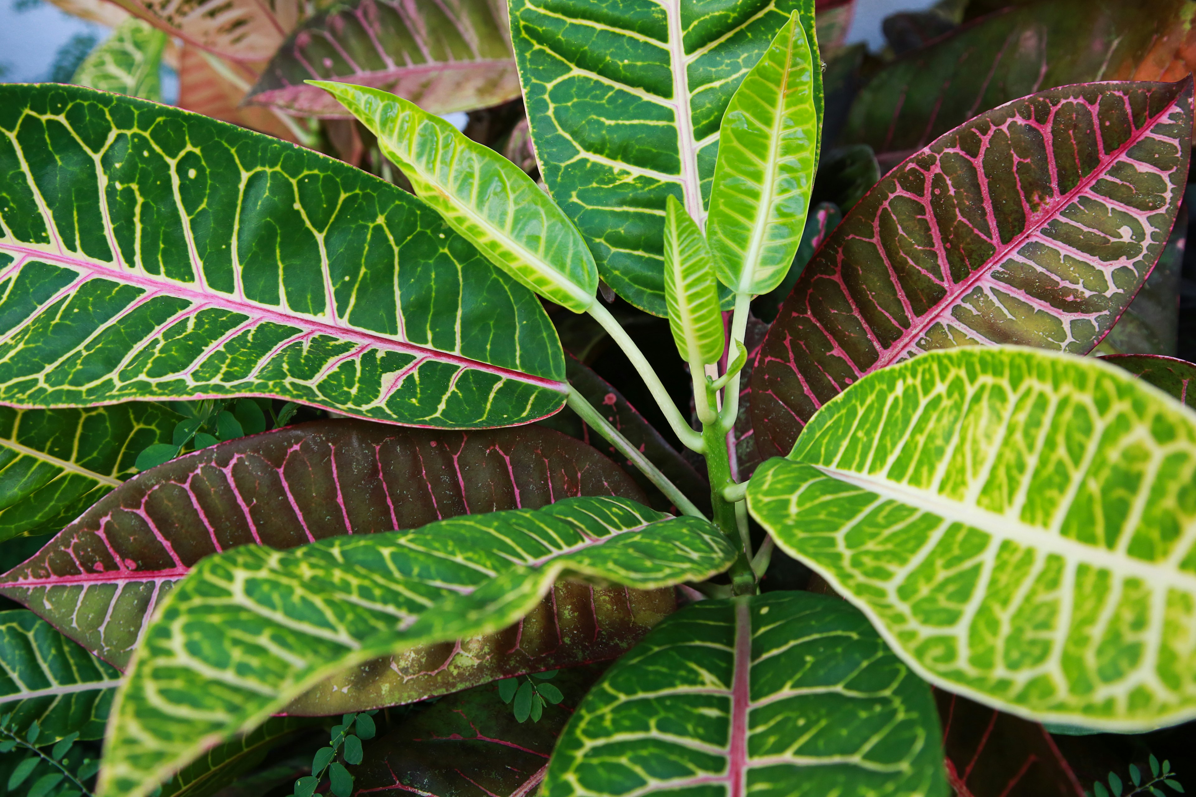 Close-up tanaman berwarna-warni dengan daun bergaris hijau dan merah