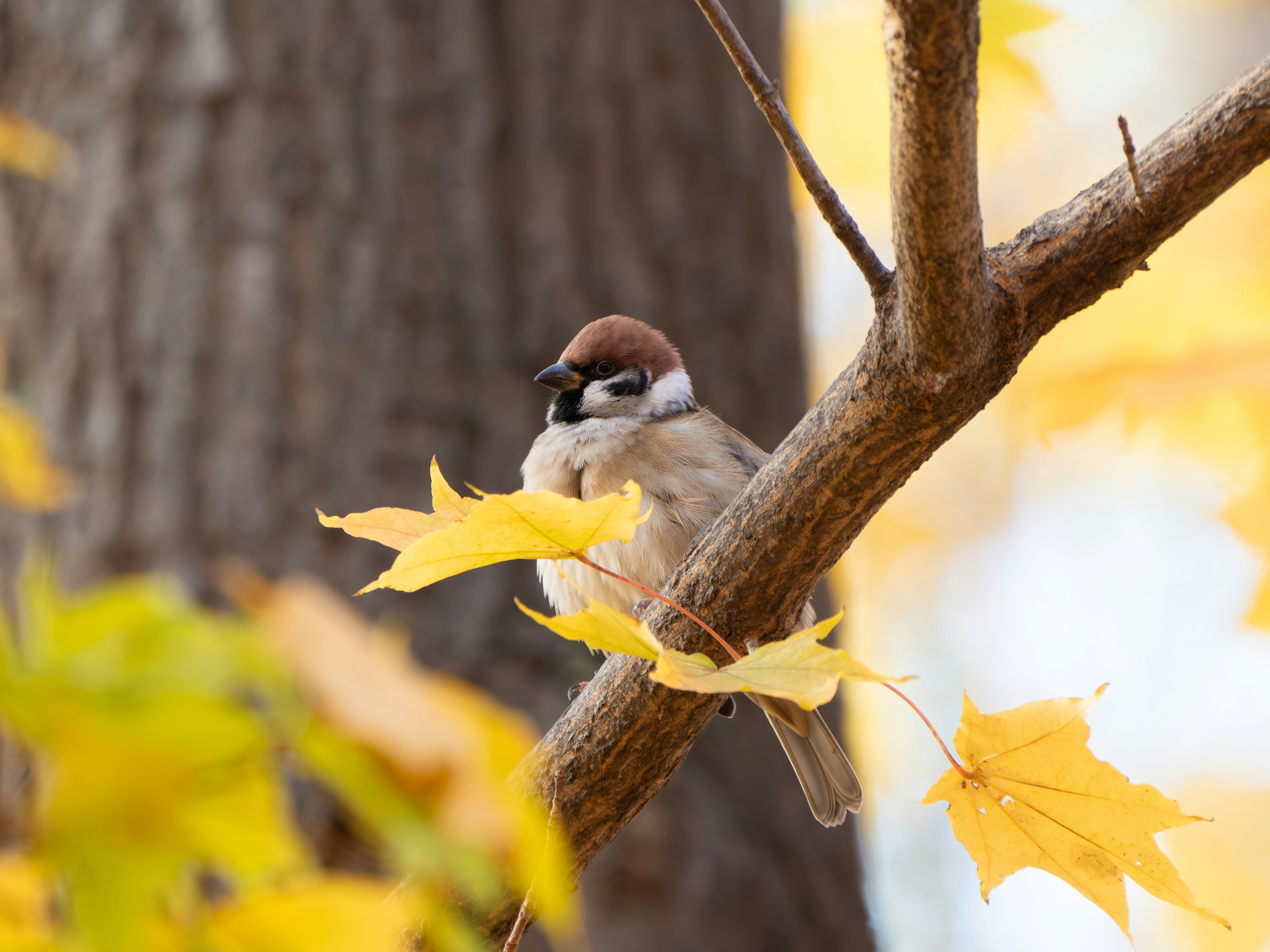 Ein Spatz, der auf einem Ast mit herbstlichen gelben Blättern sitzt