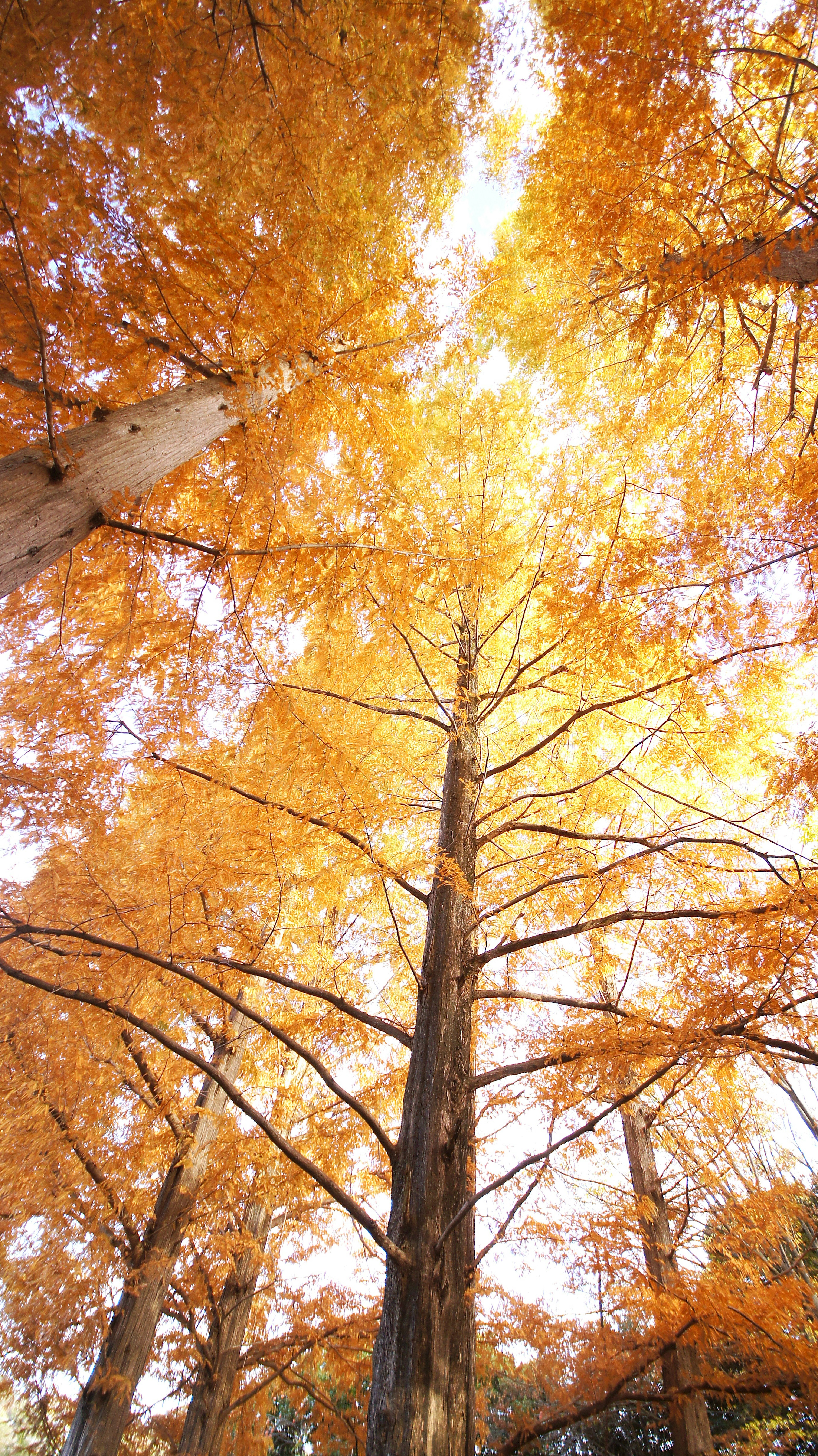 Photo looking up at tall trees with orange leaves