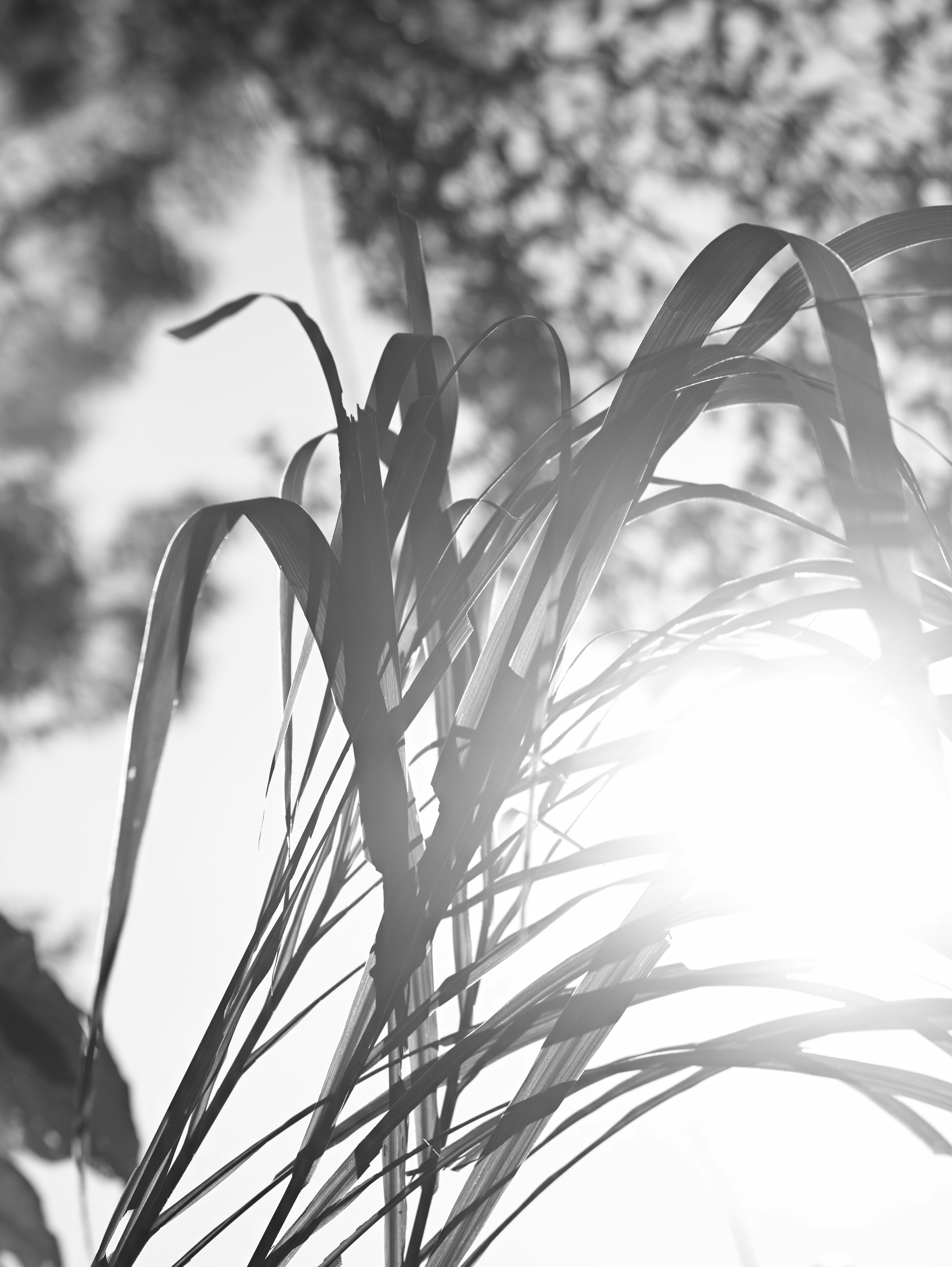 Imagen en blanco y negro de hierba con luz solar filtrándose