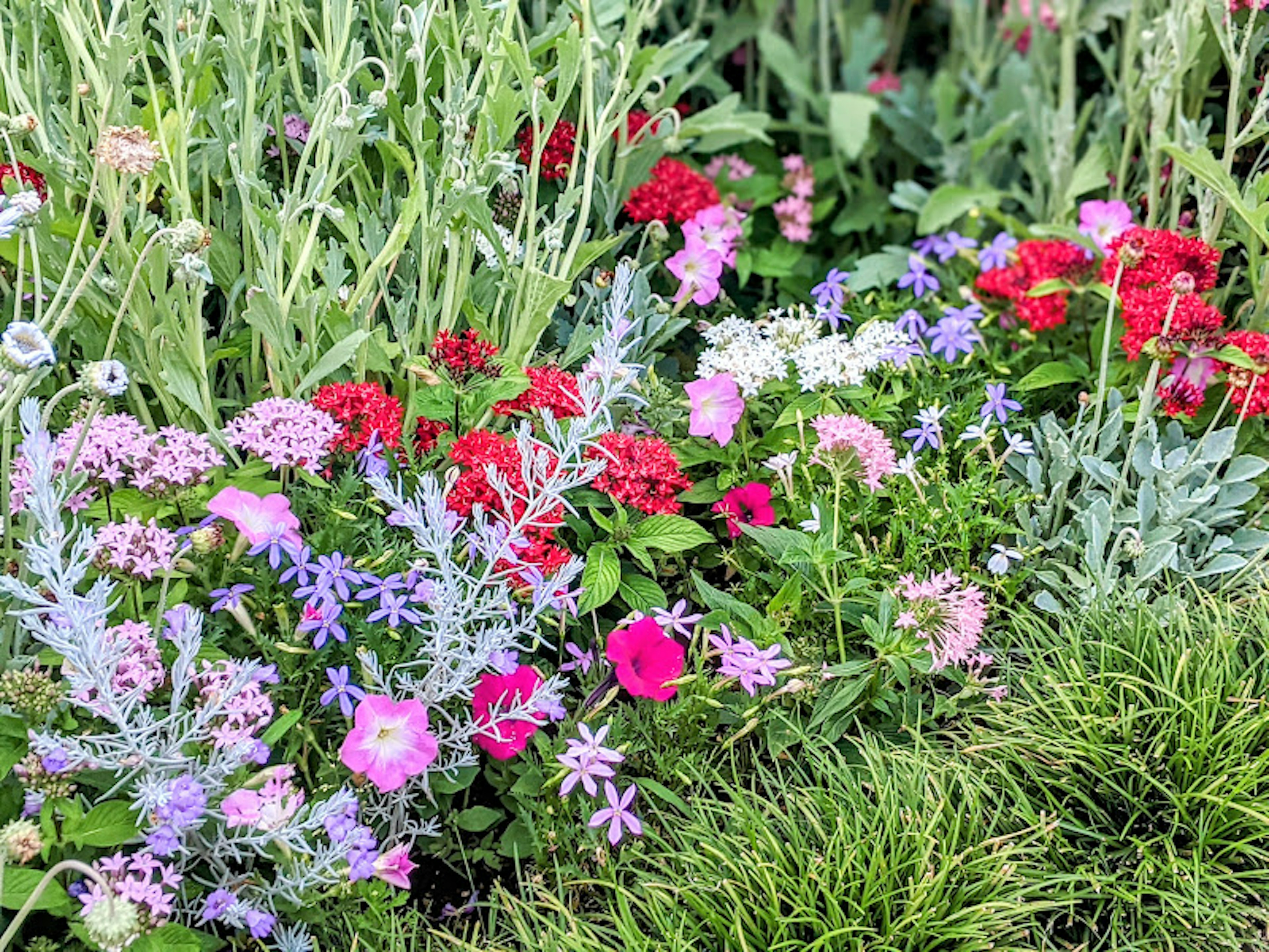 Bunte Blumenbeet mit verschiedenen blühenden Blumen