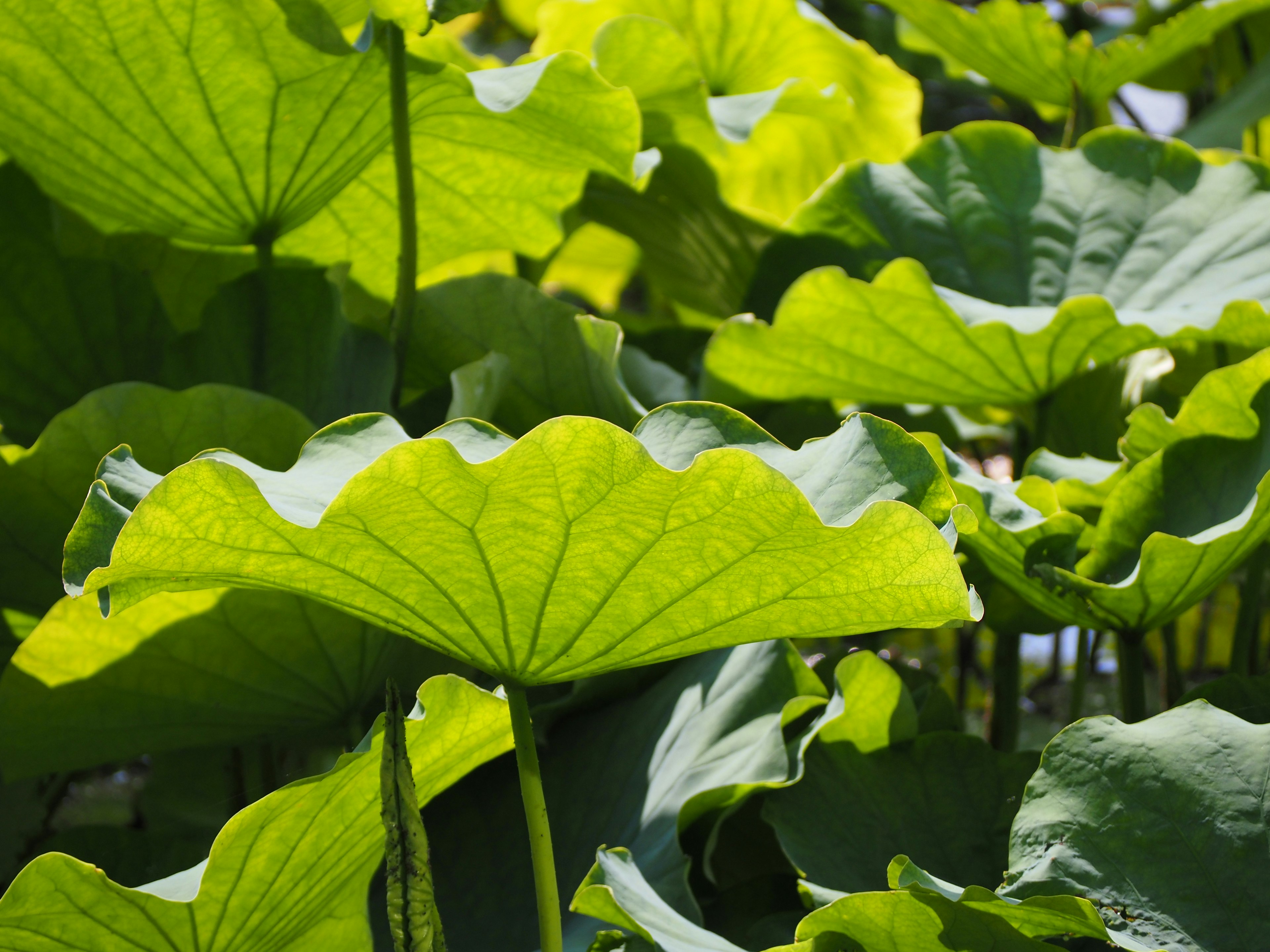 Feuilles de lotus vertes luxuriantes se chevauchant au soleil