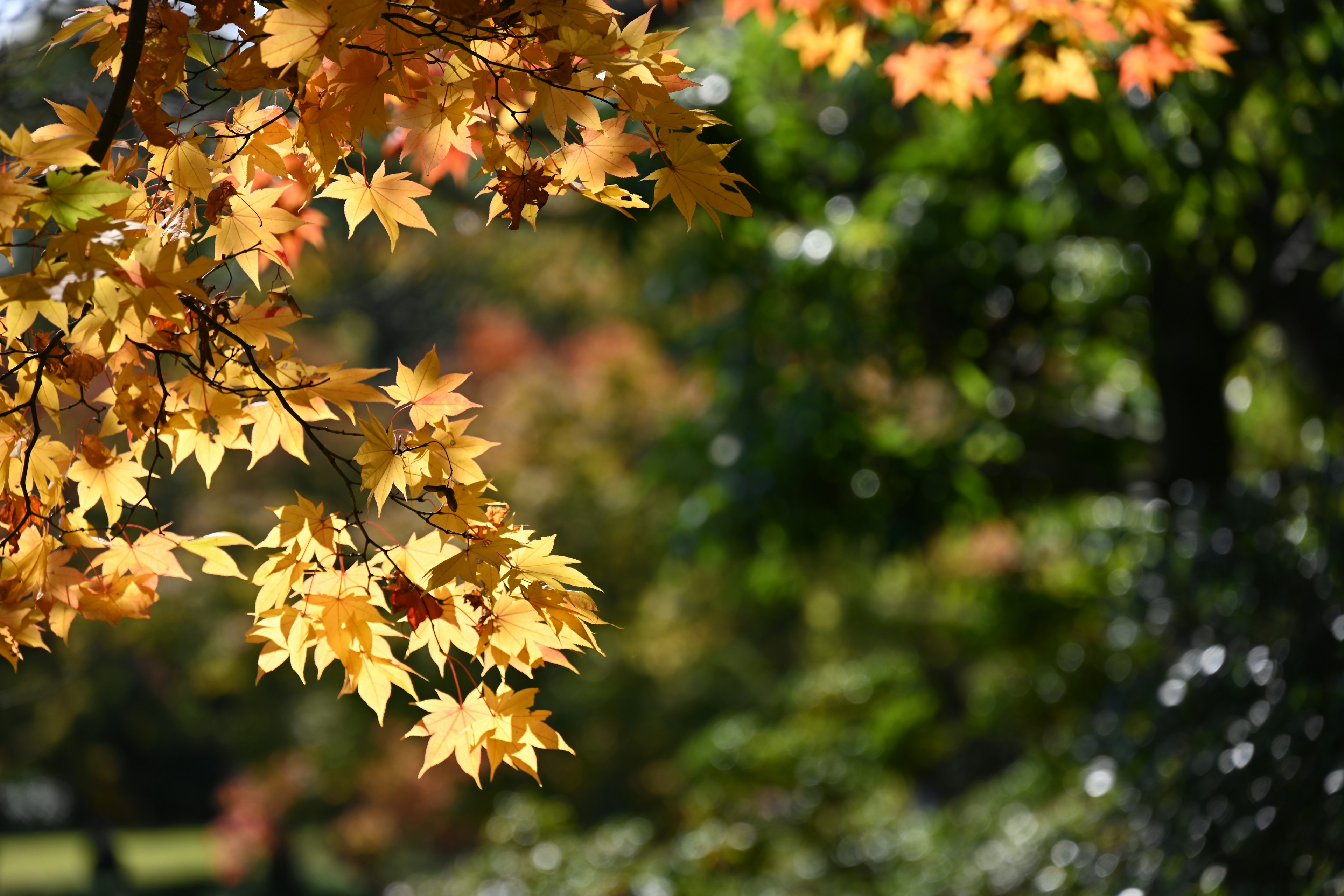 Close-up of autumn leaves showcasing vibrant yellow and orange hues