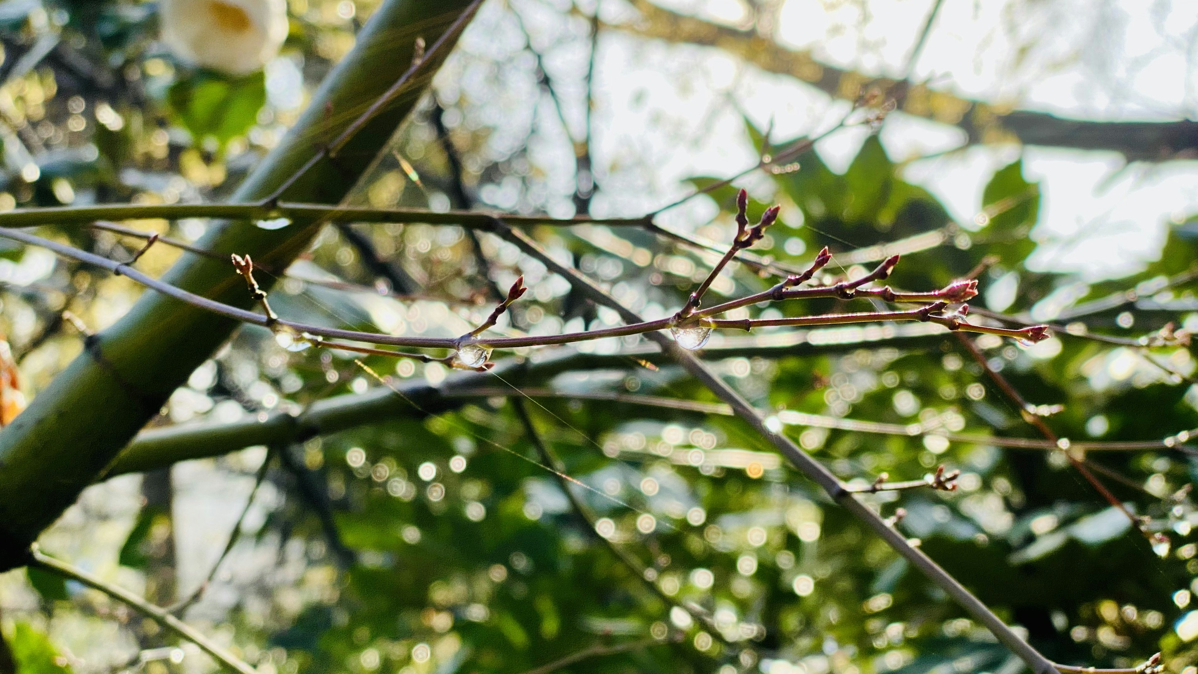 Gros plan sur des branches fines et des feuilles vertes dans un cadre naturel