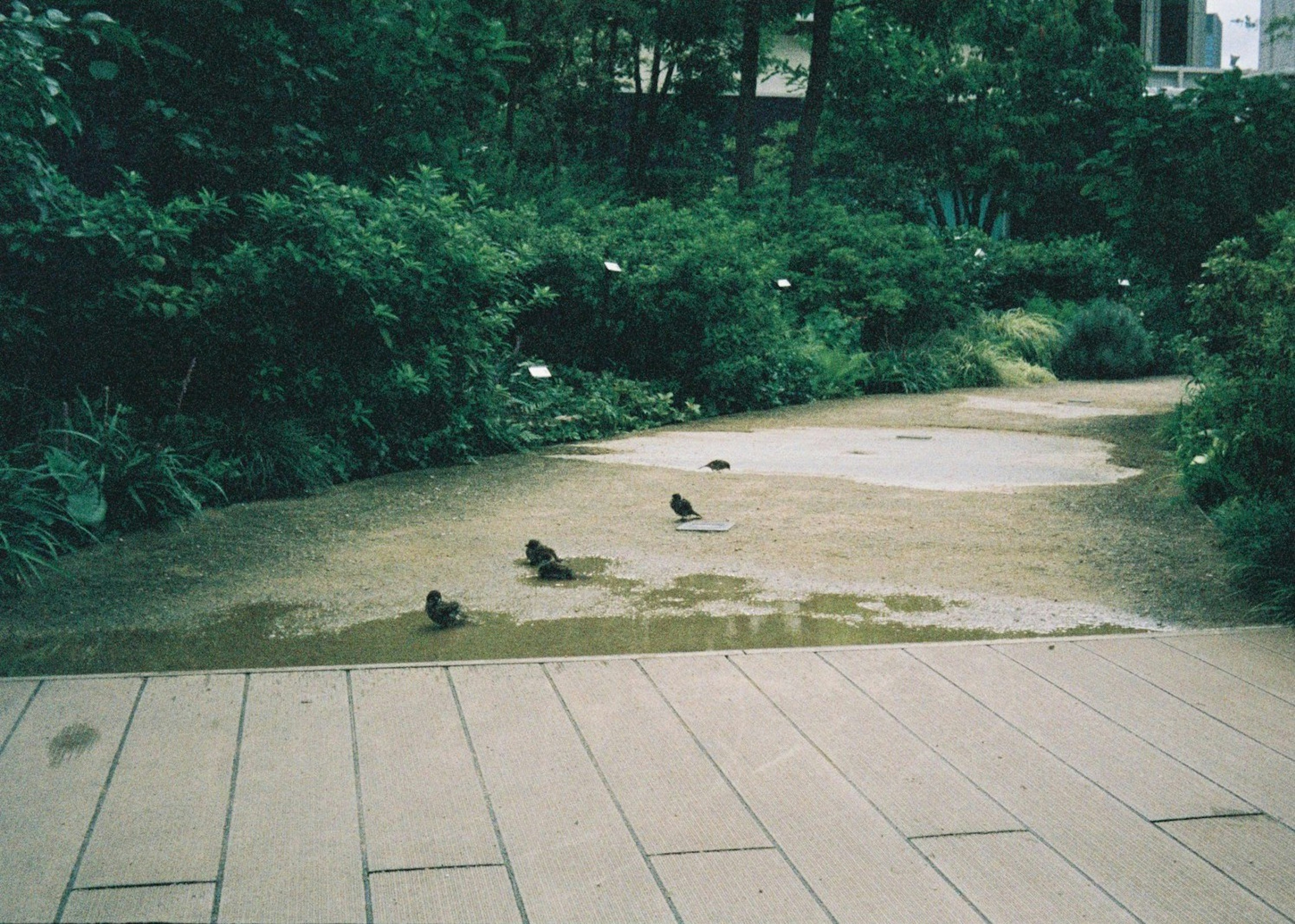 Small birds near a water edge in a lush green park