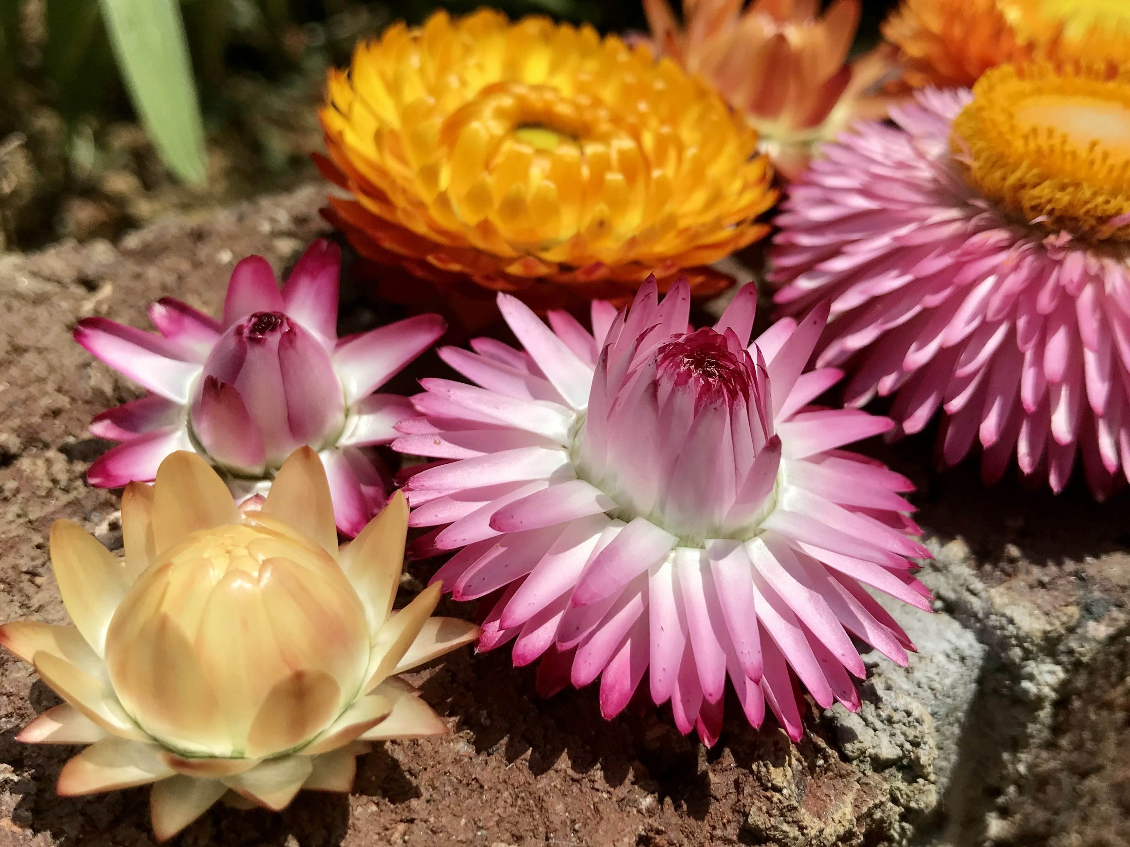 色彩鲜艳的花卉组合，亮橙色和粉色花朵