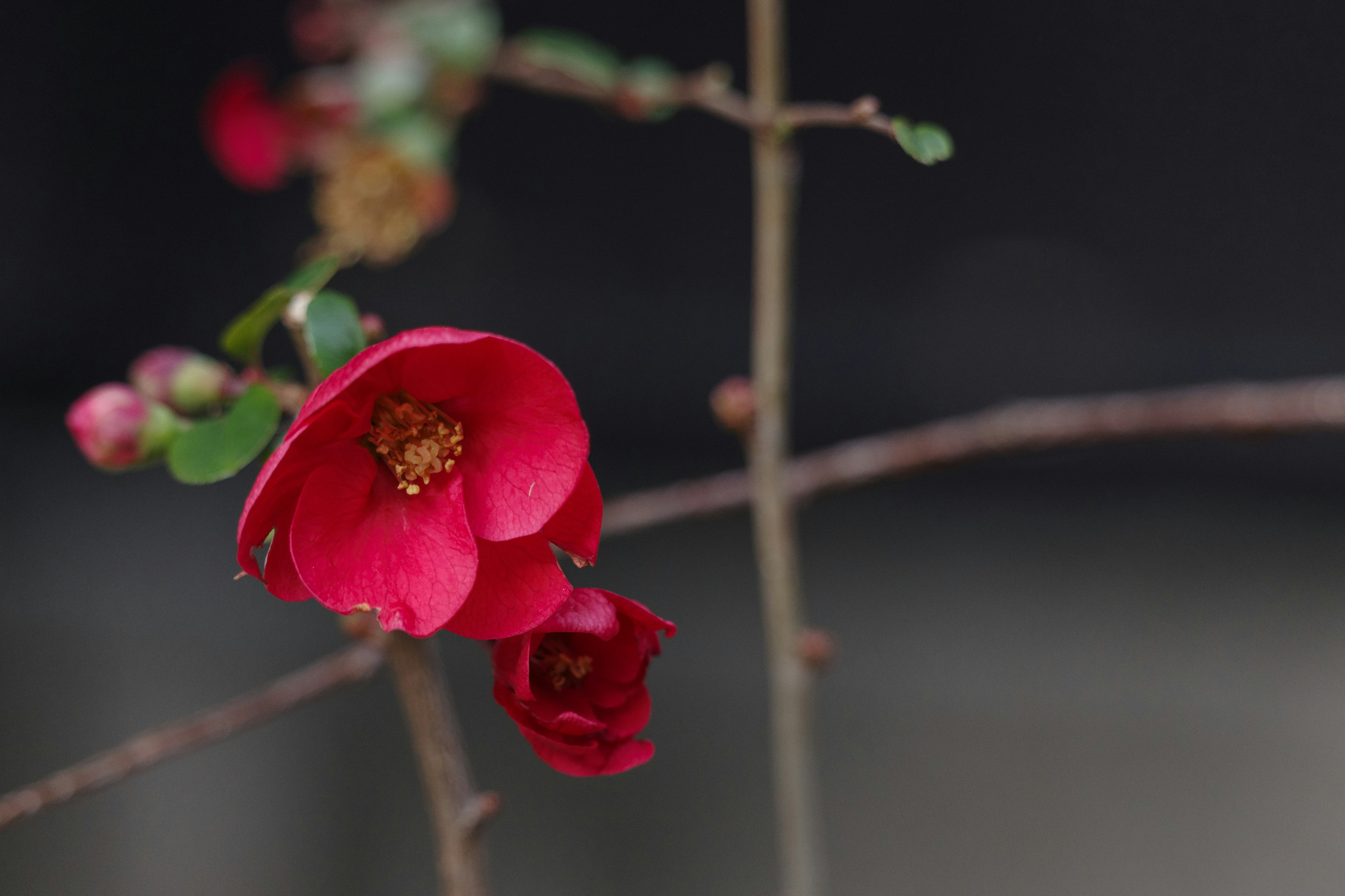 Nahaufnahme von roten Blumen an Ästen