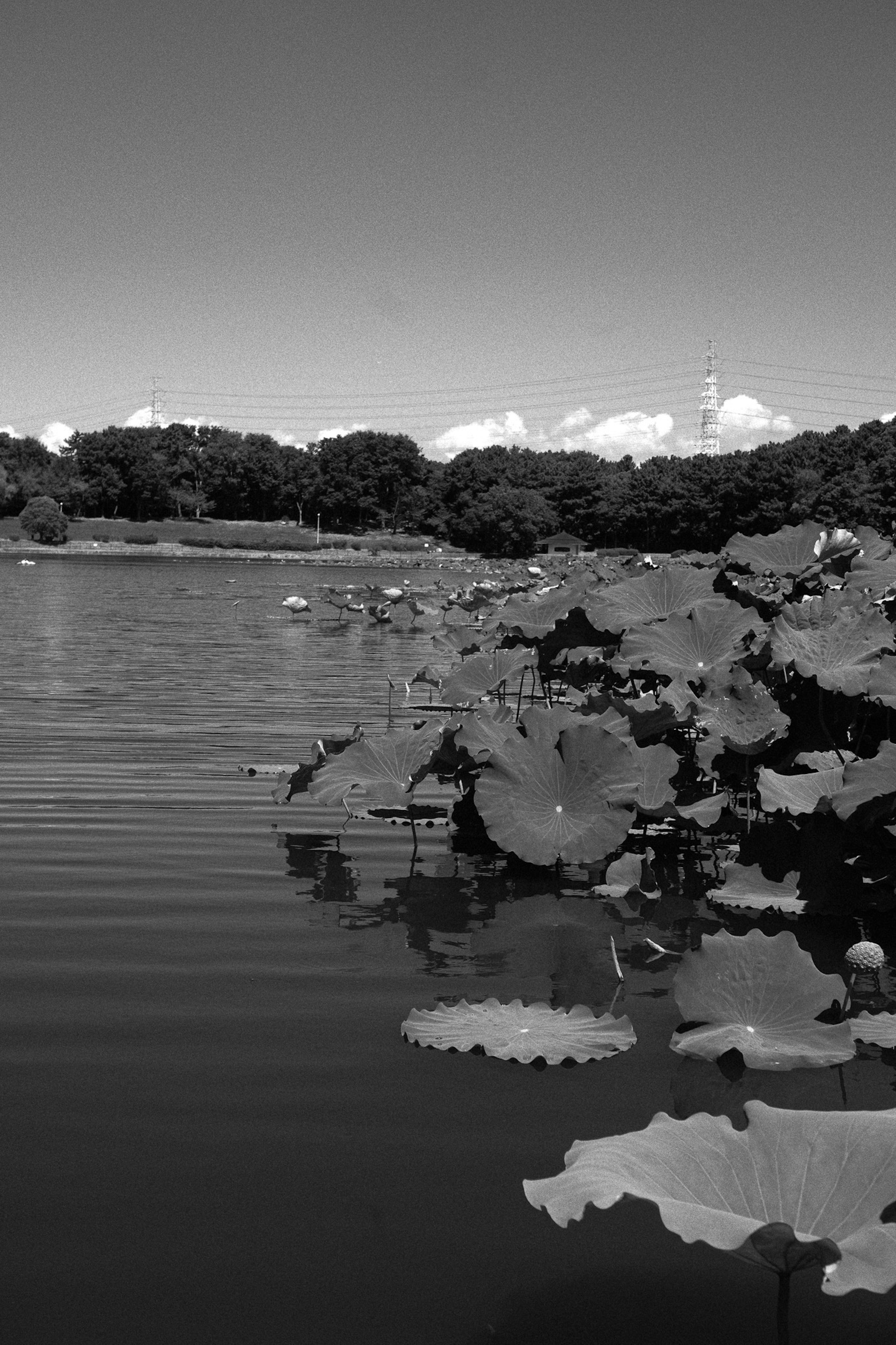 Black and white image of lotus leaves on a lake with reflections