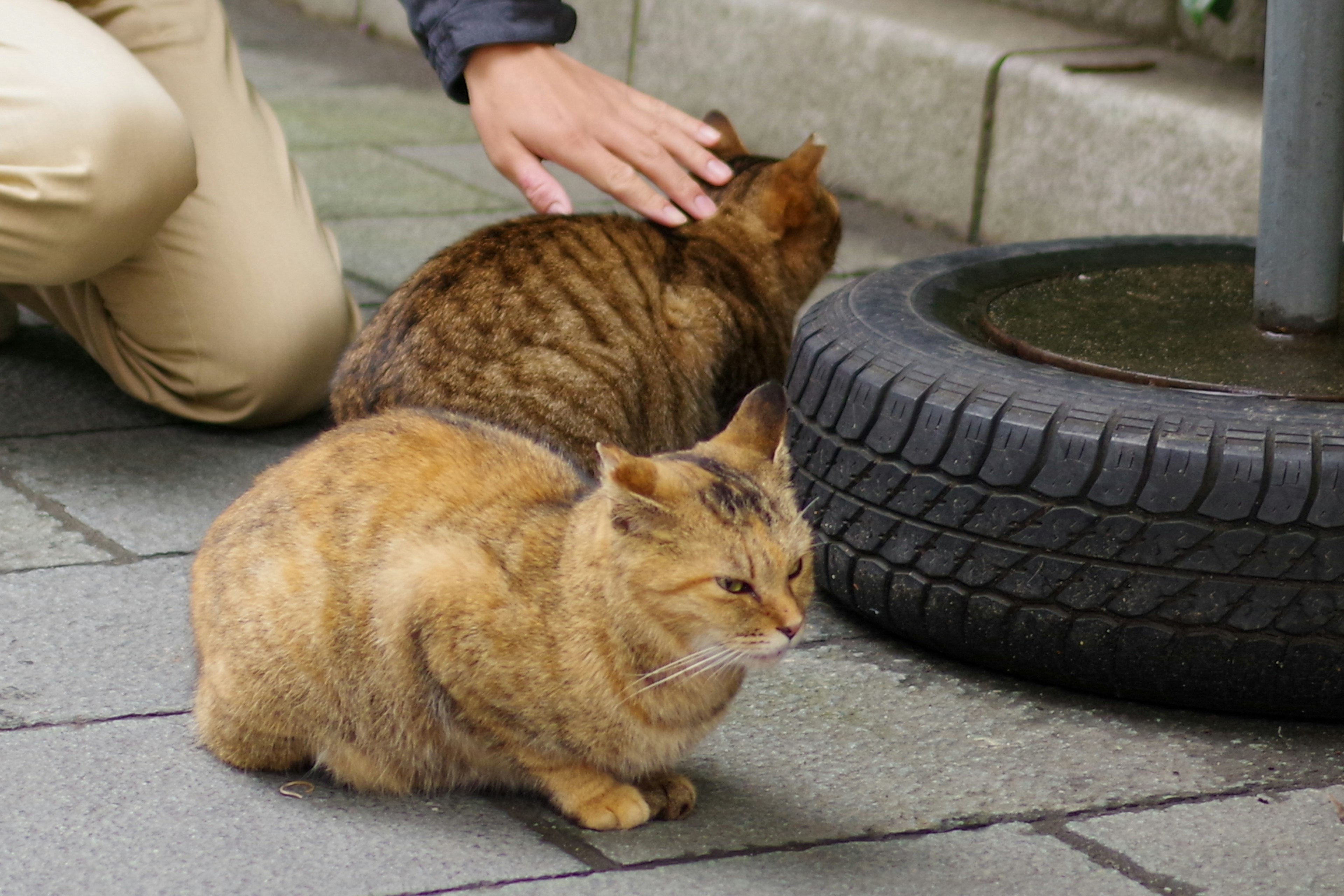 猫が路上に座っている姿と人間の手が近くにある