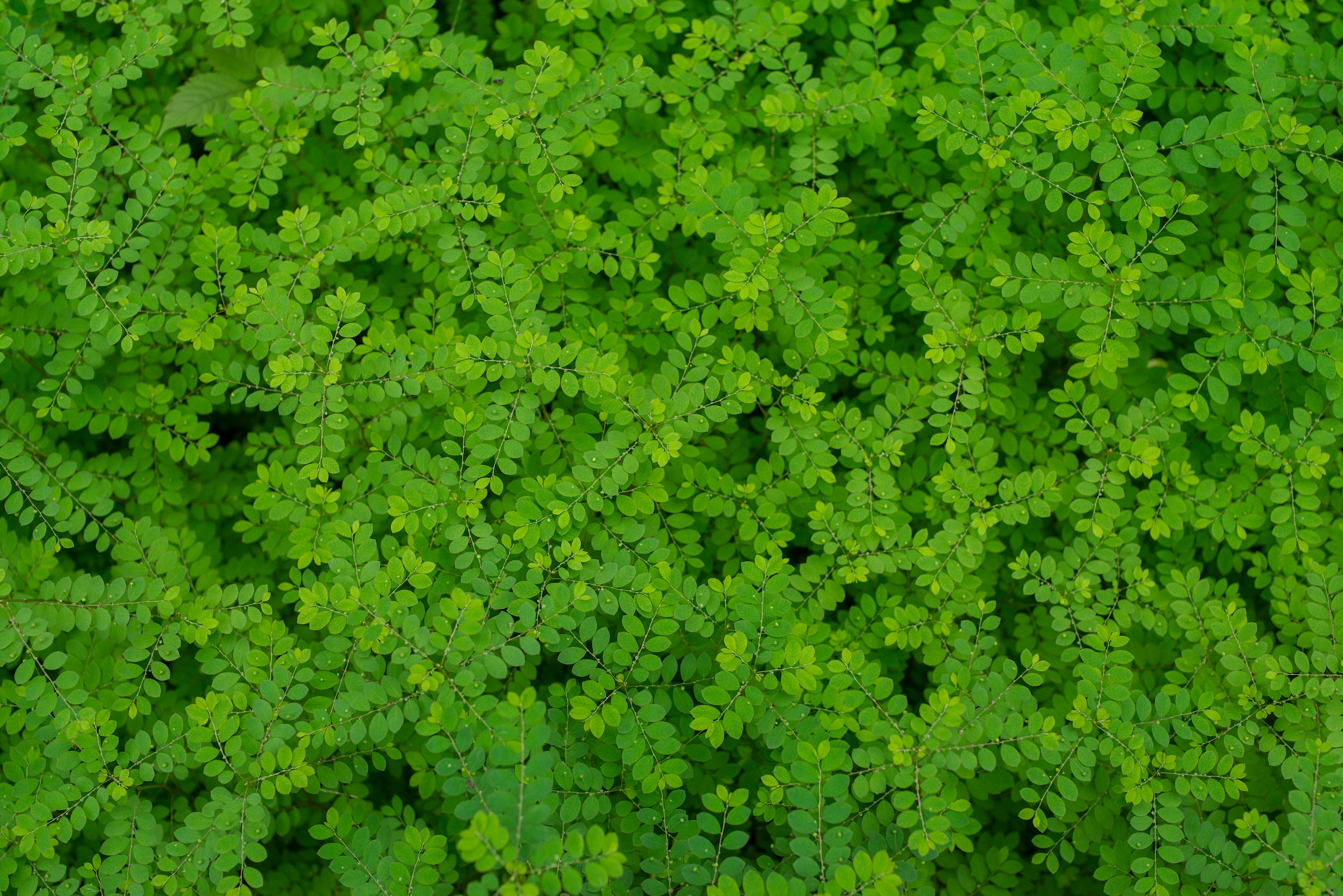 Dense flat background of vibrant green leaves