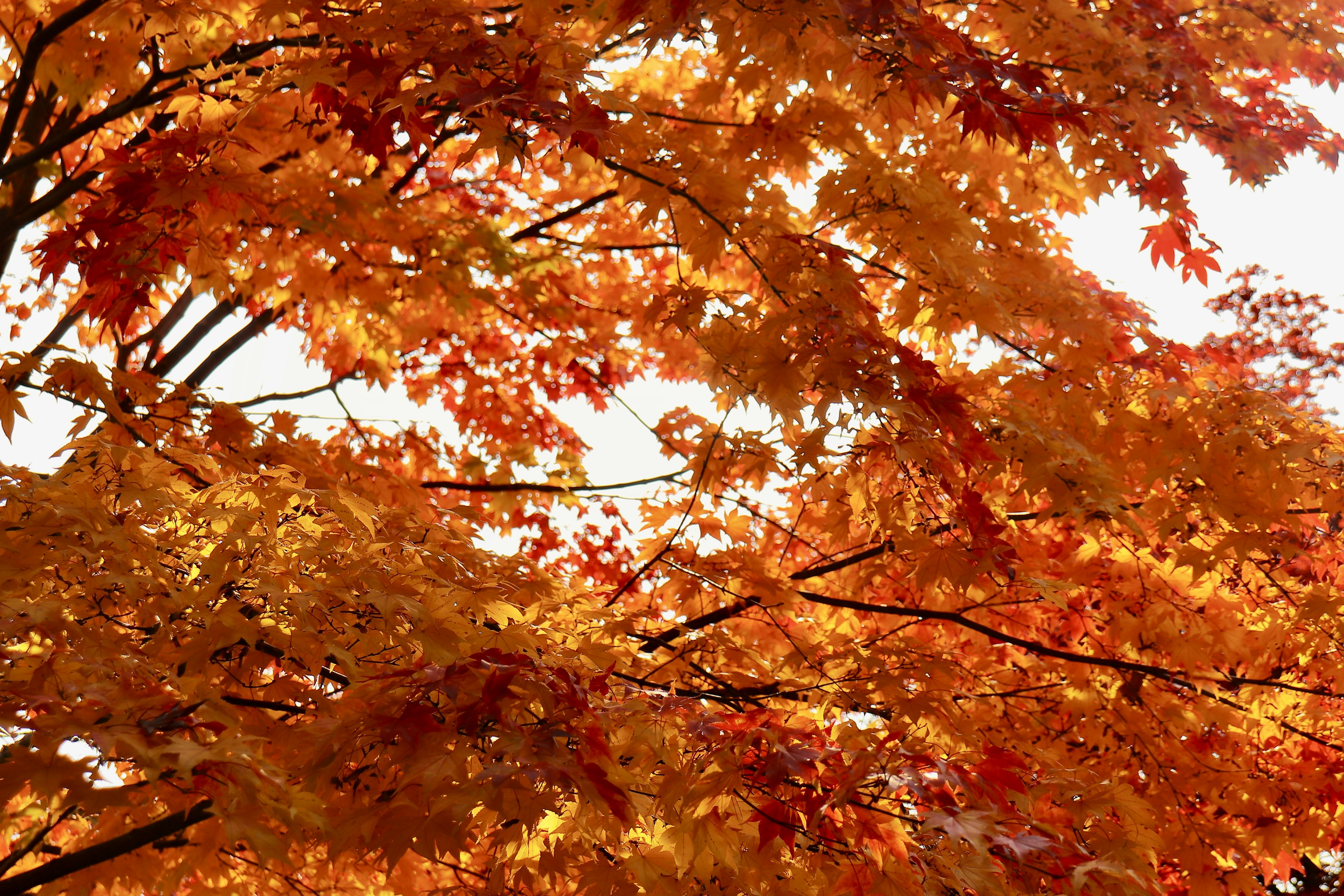 秋の紅葉した葉が美しいオレンジ色に輝く風景