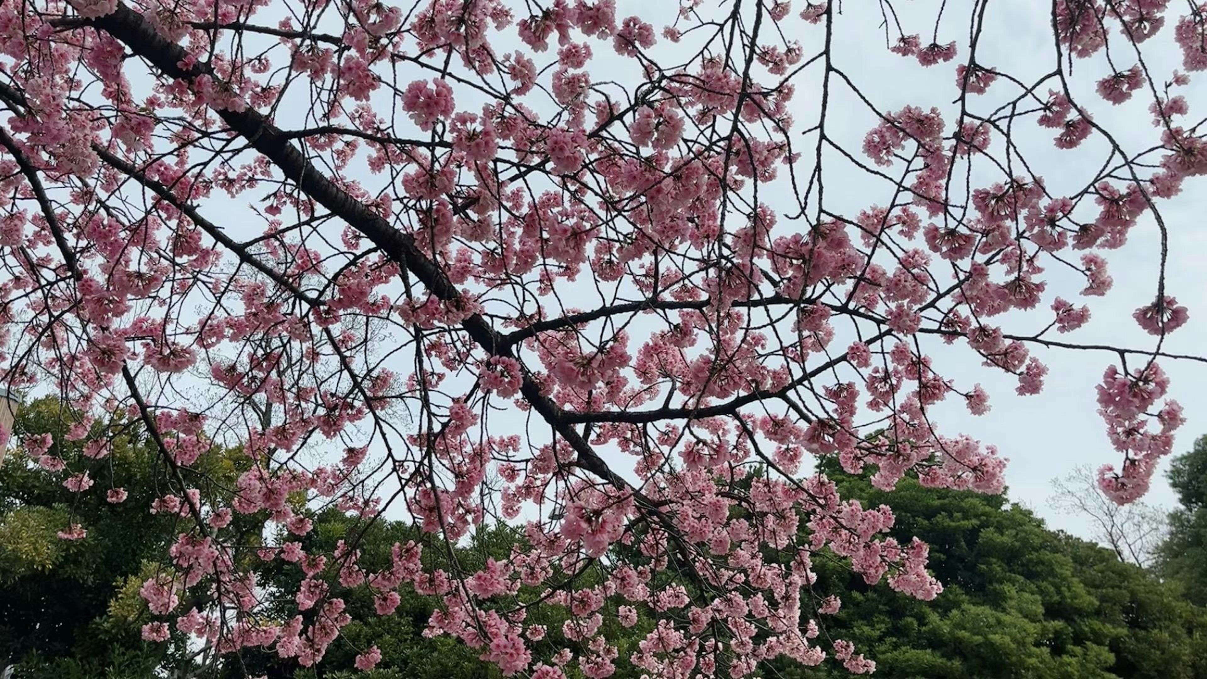 Photo of cherry blossom branches in bloom