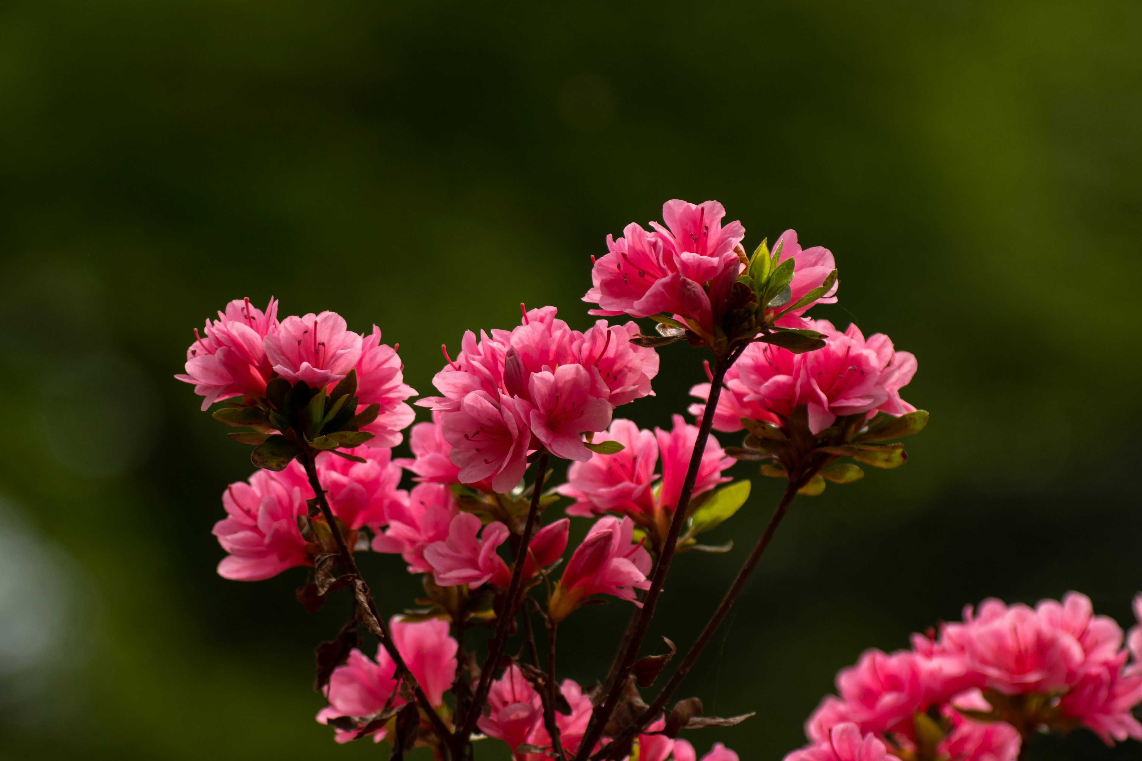 鮮やかなピンクの花が咲いている植物のクローズアップ背景はぼかされた緑