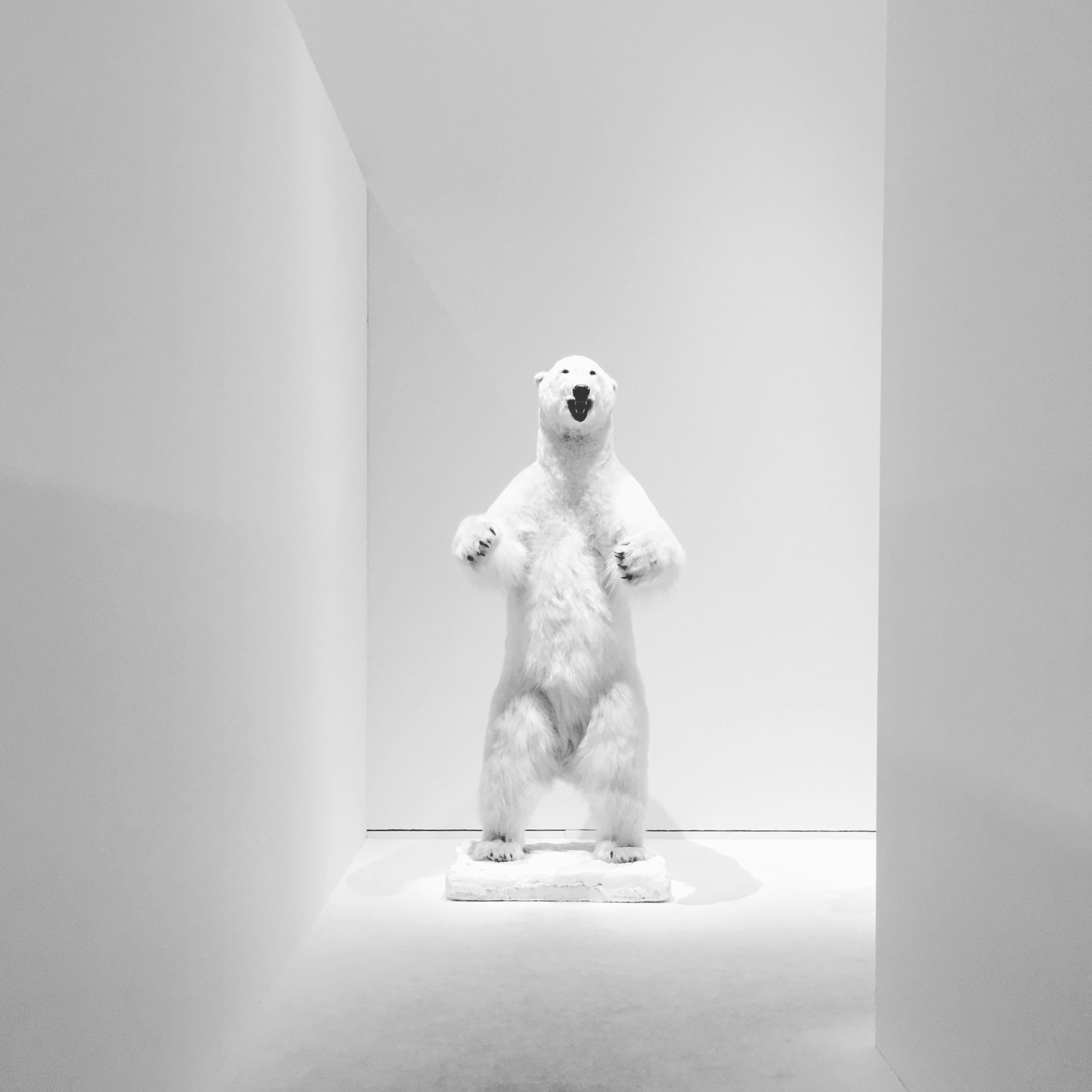 Taxidermy polar bear standing in a minimalist white room