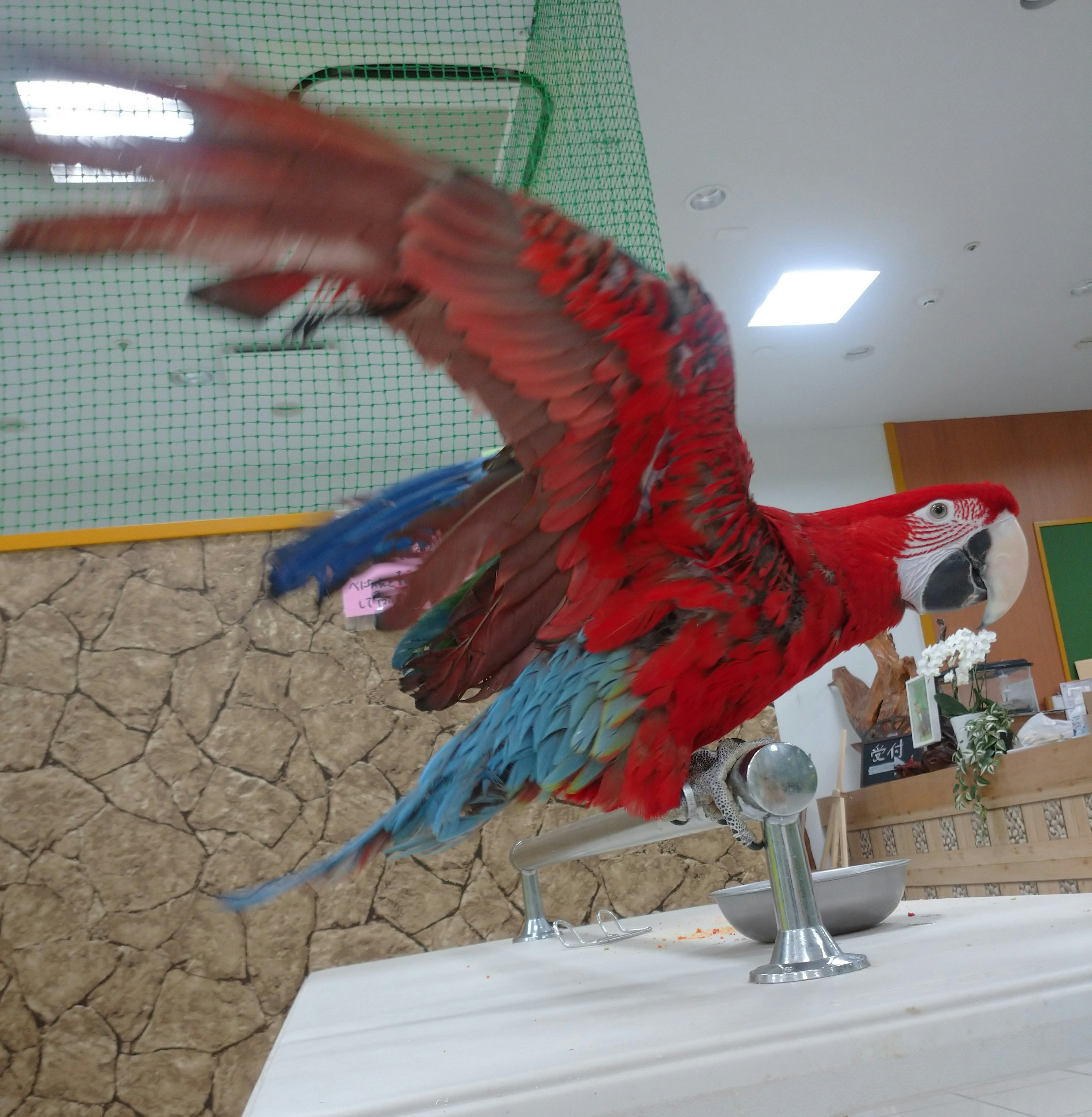 Seekor macaw dengan bulu merah cerah sedang terbang