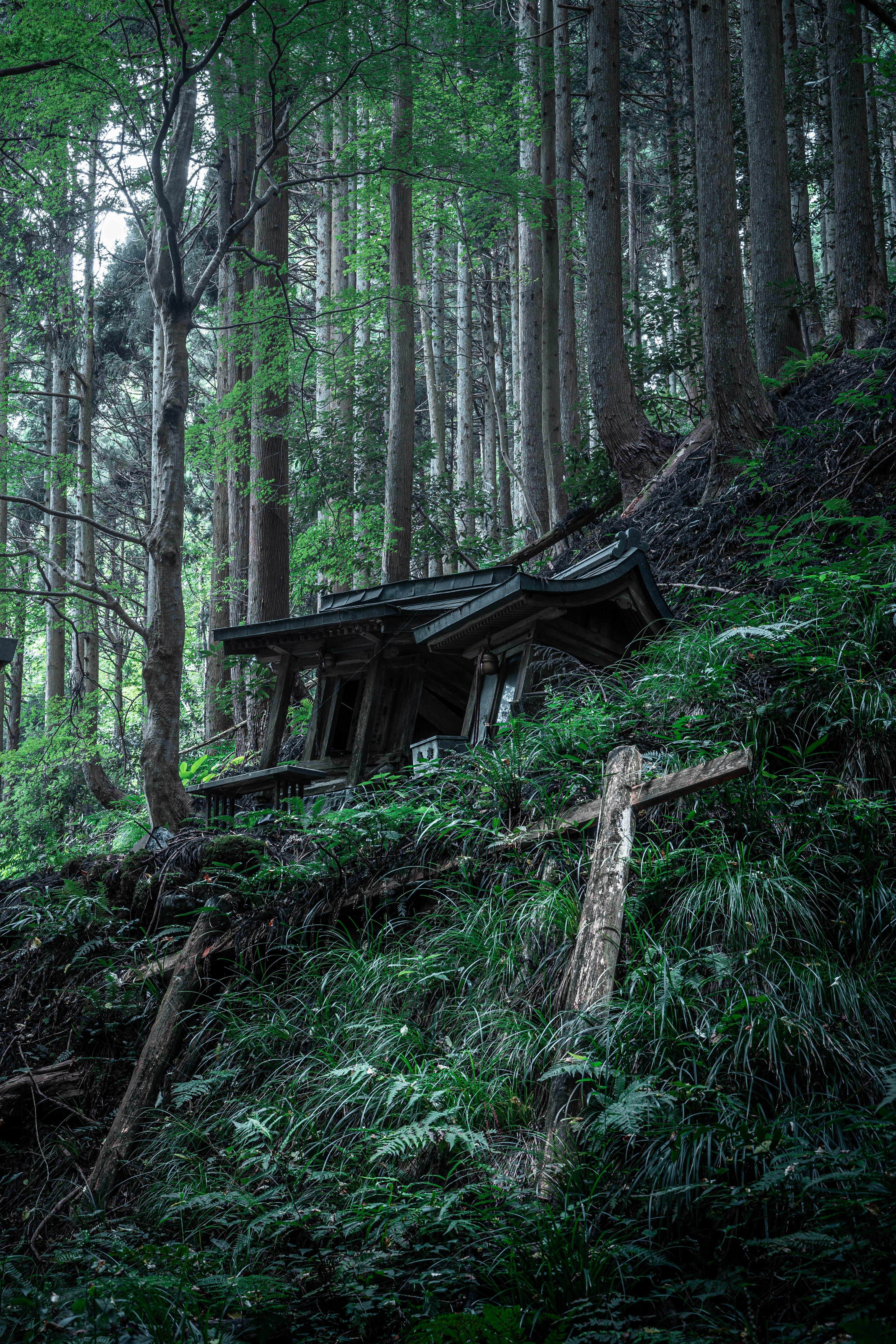 An old abandoned house and a wooden cross in a lush green forest