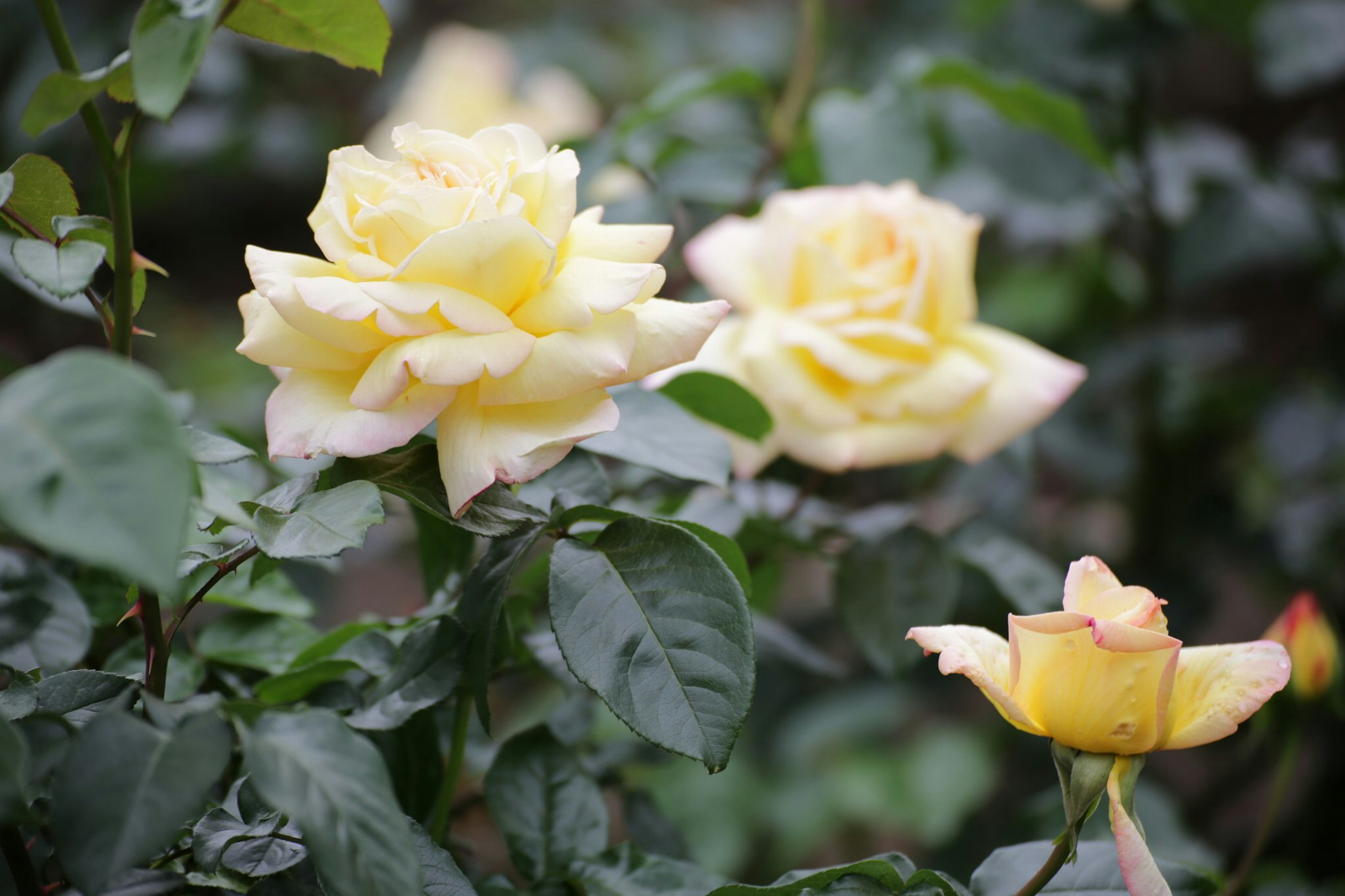 Una escena de jardín con rosas amarillas en flor