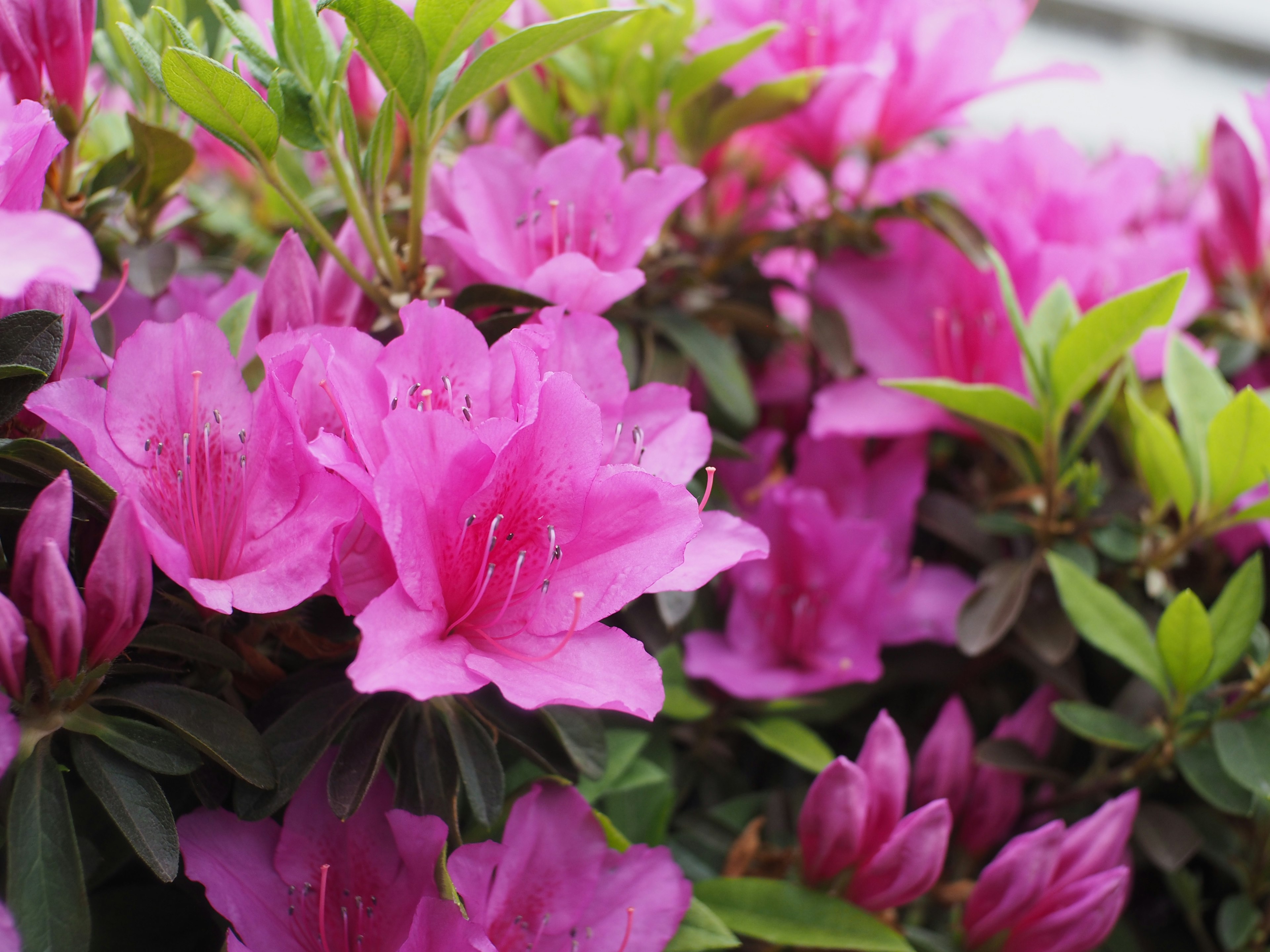 鮮やかなピンクのツツジの花が咲いている