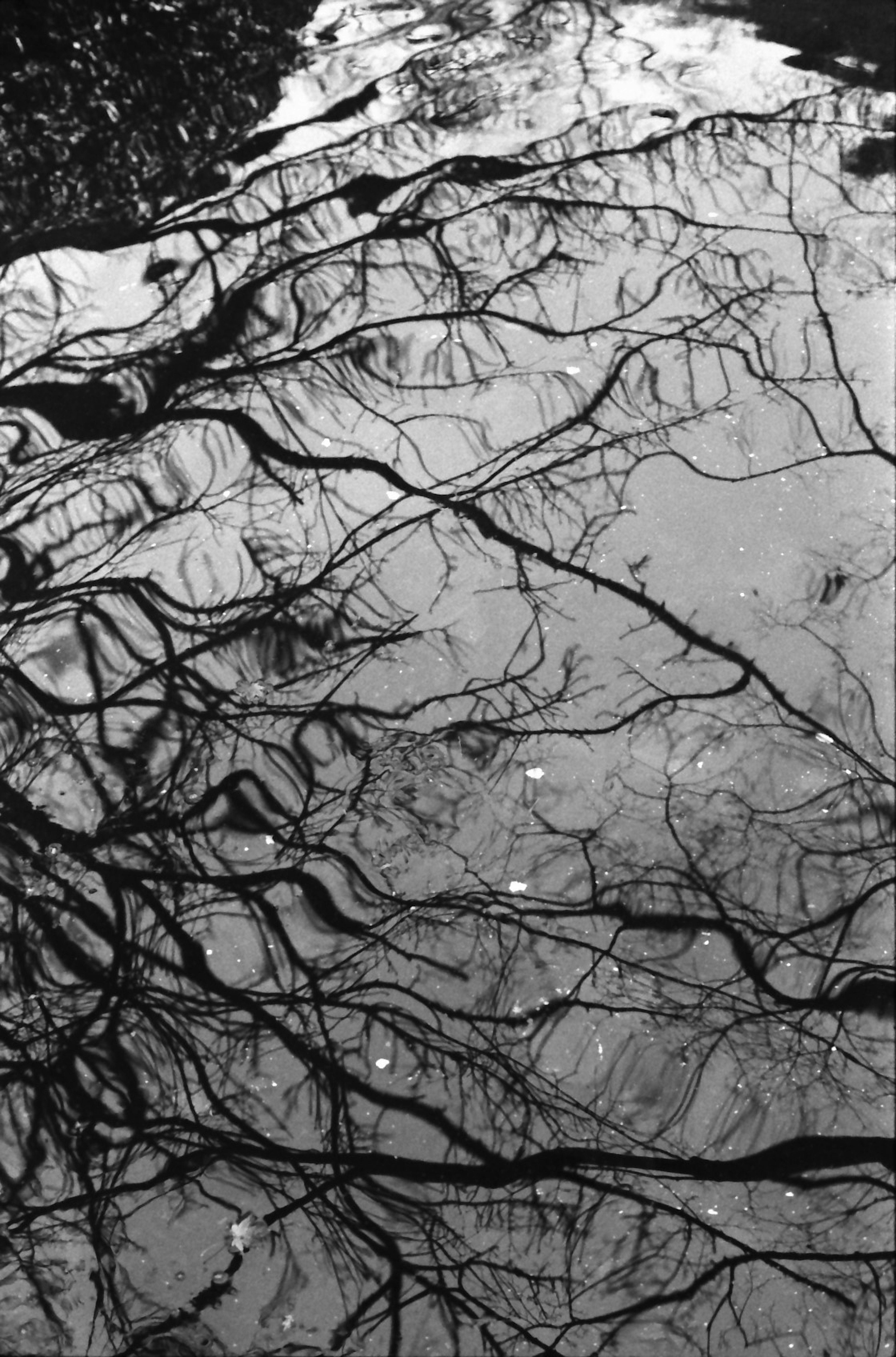 Black and white reflection of tree branches on water surface