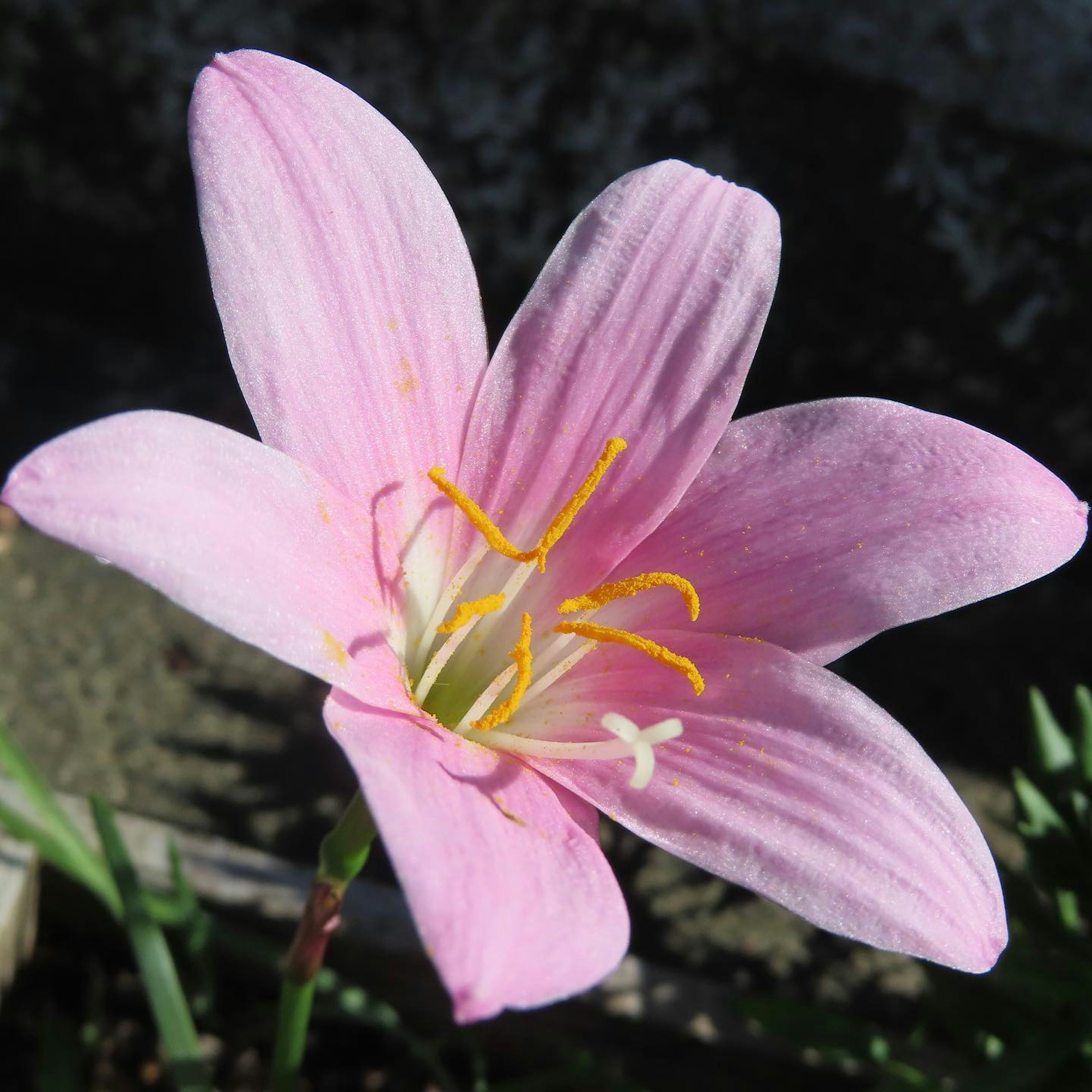 Close-up bunga pink dengan kelopak halus dan benang sari kuning yang mencolok