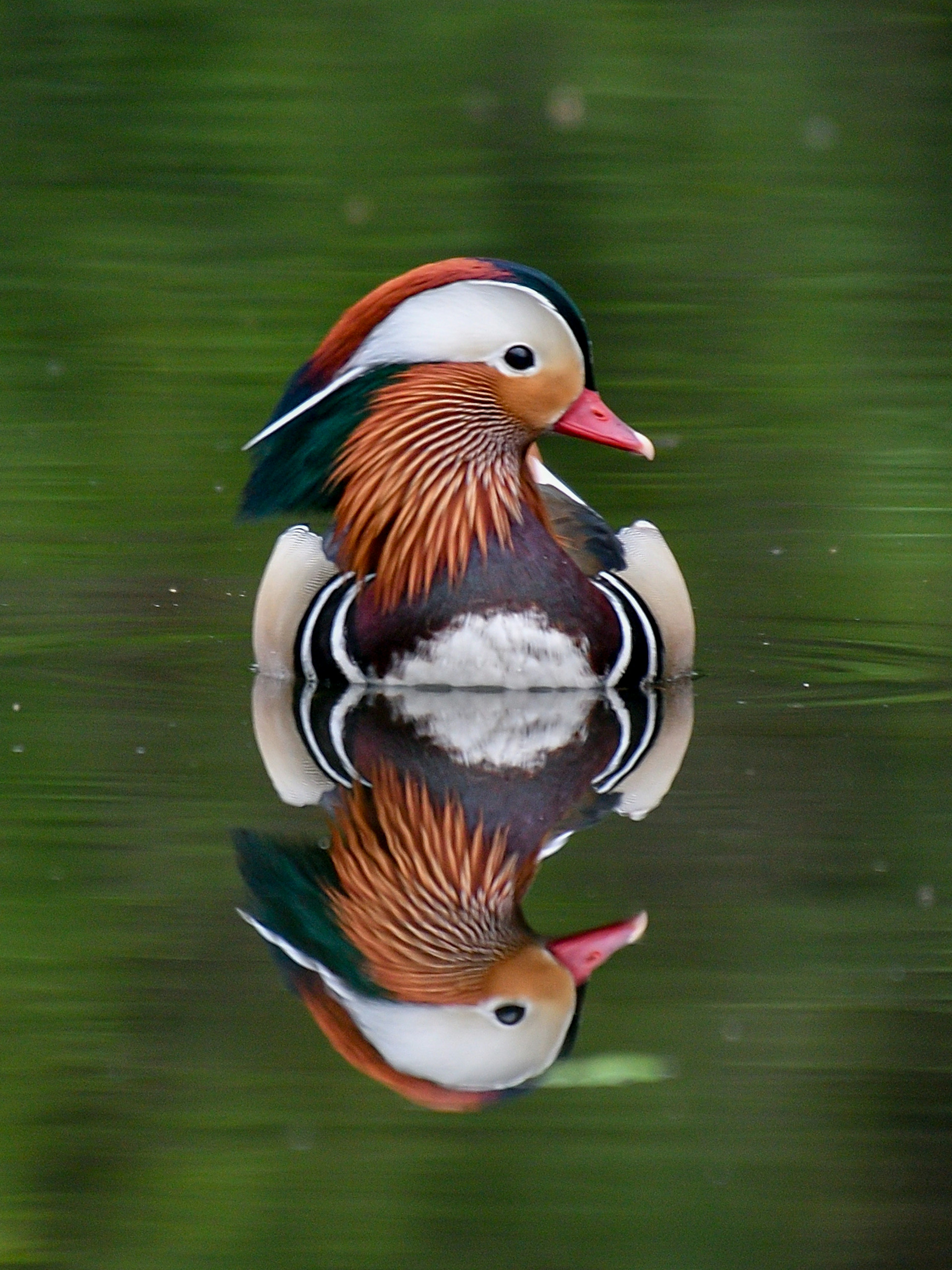 Un bellissimo anatra mandarino che galleggia sull'acqua con il suo riflesso