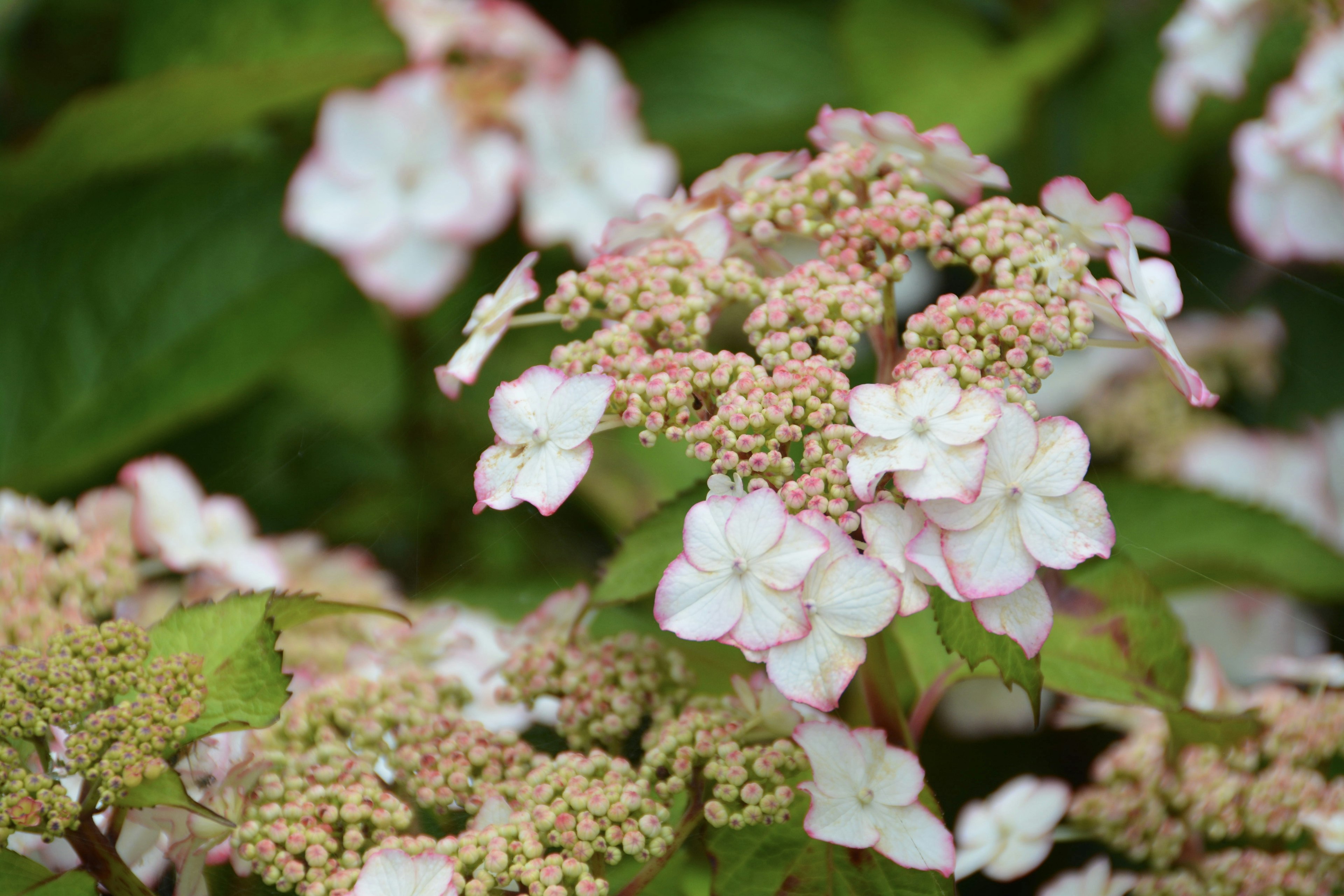 Nahaufnahme von Hortensienblüten mit blassen rosa Blütenblättern und grünen Blättern