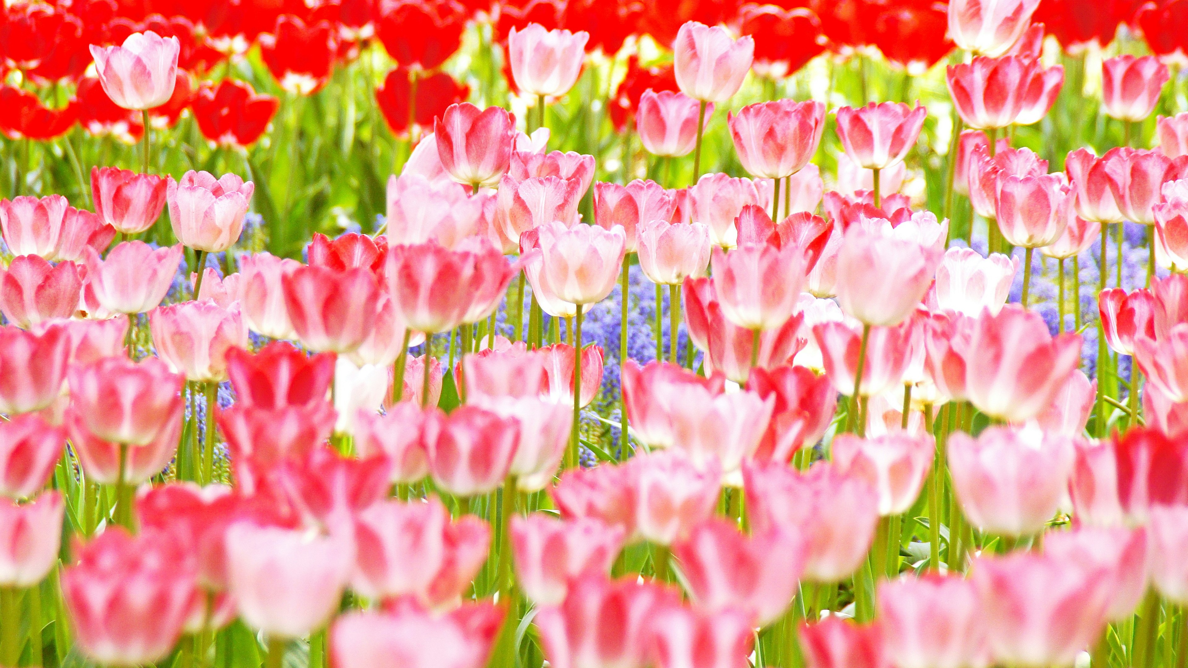 Ein lebendiges Feld von Tulpen in Rosa- und Rottönen