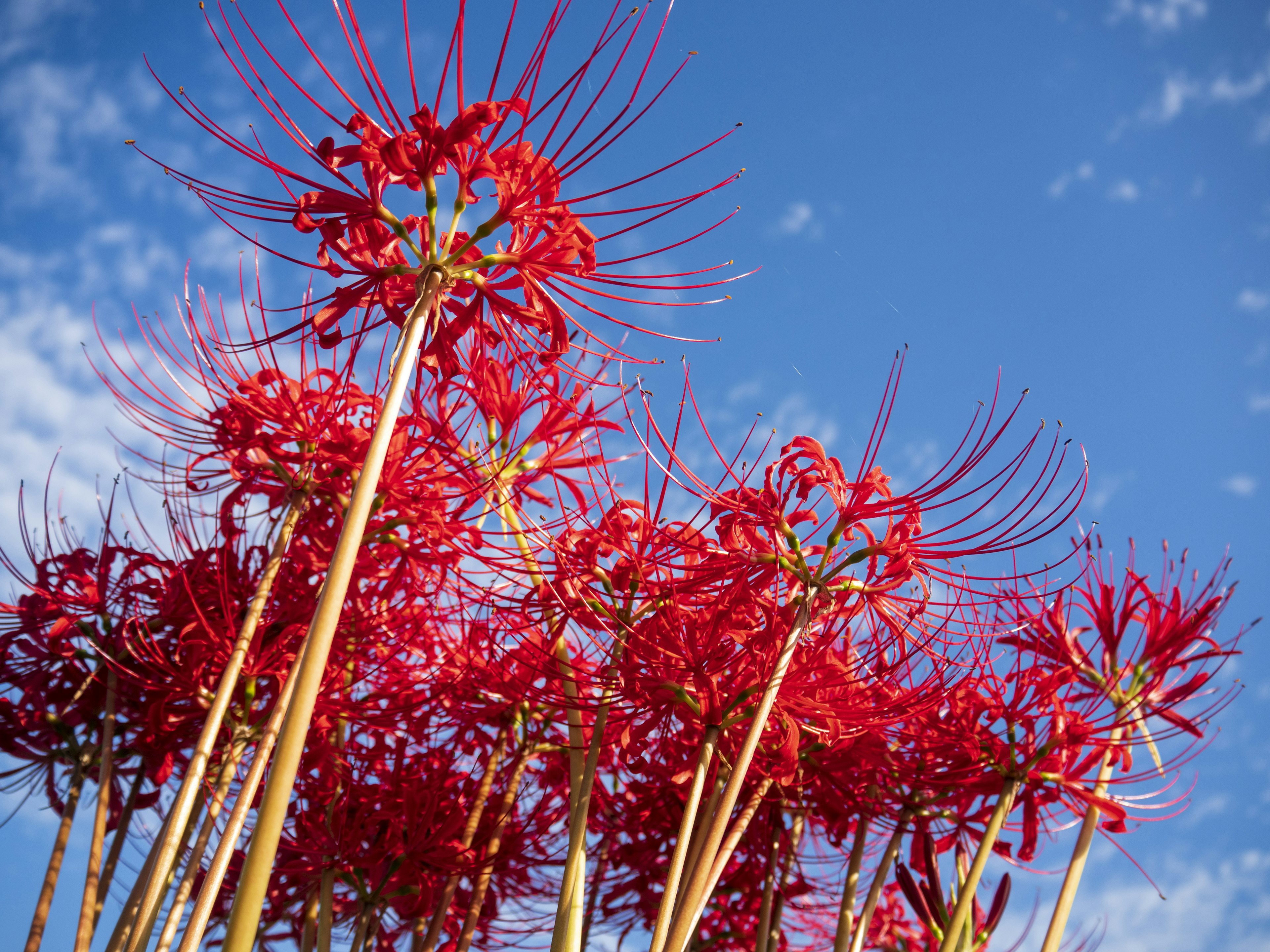 Cluster aus lebhaften roten Spinnenlilien unter einem blauen Himmel