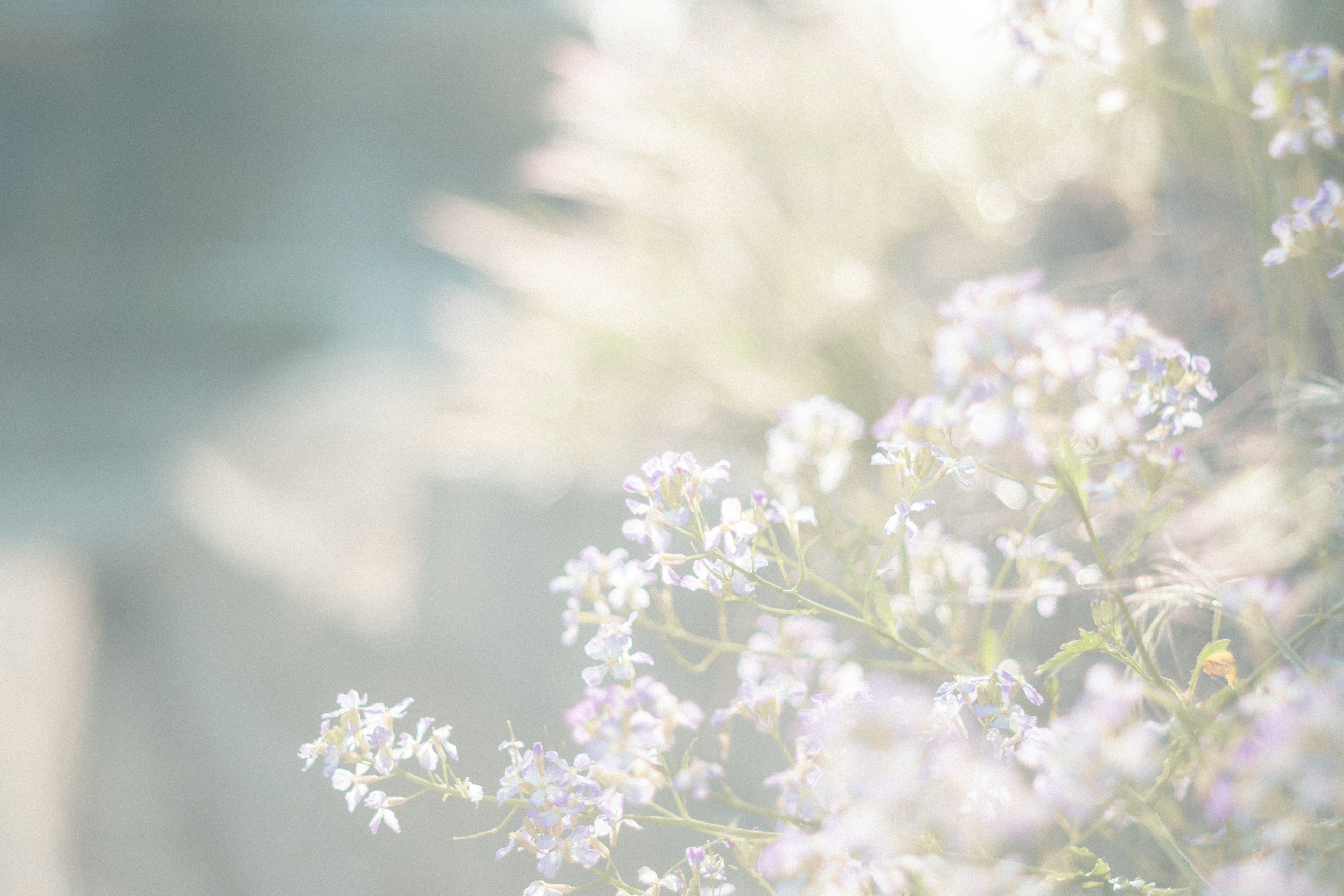 Un arrière-plan flou avec des fleurs délicates aux couleurs douces