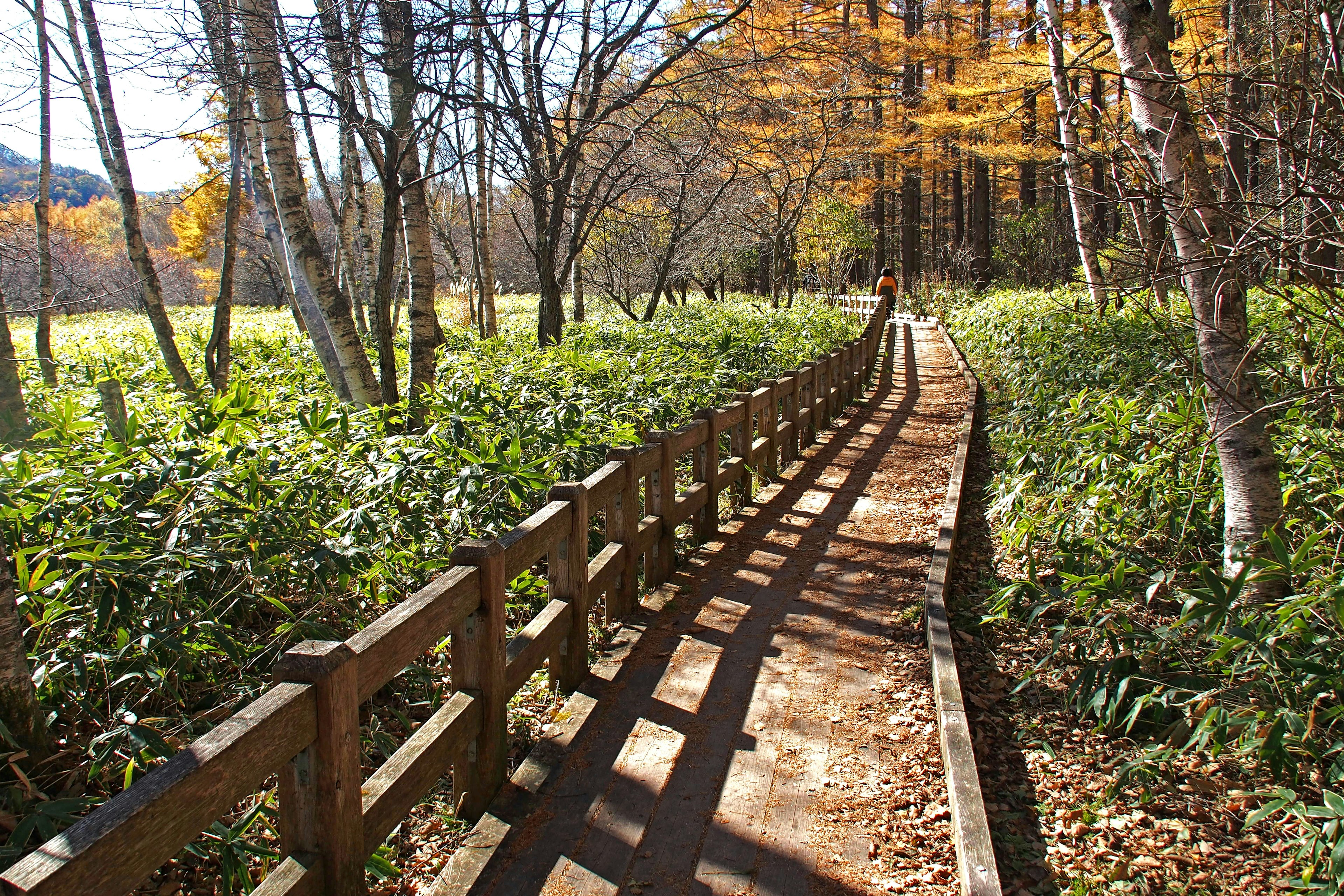 Ein Weg mit Holzgeländer, der durch einen Wald mit herbstlichen Laub führt