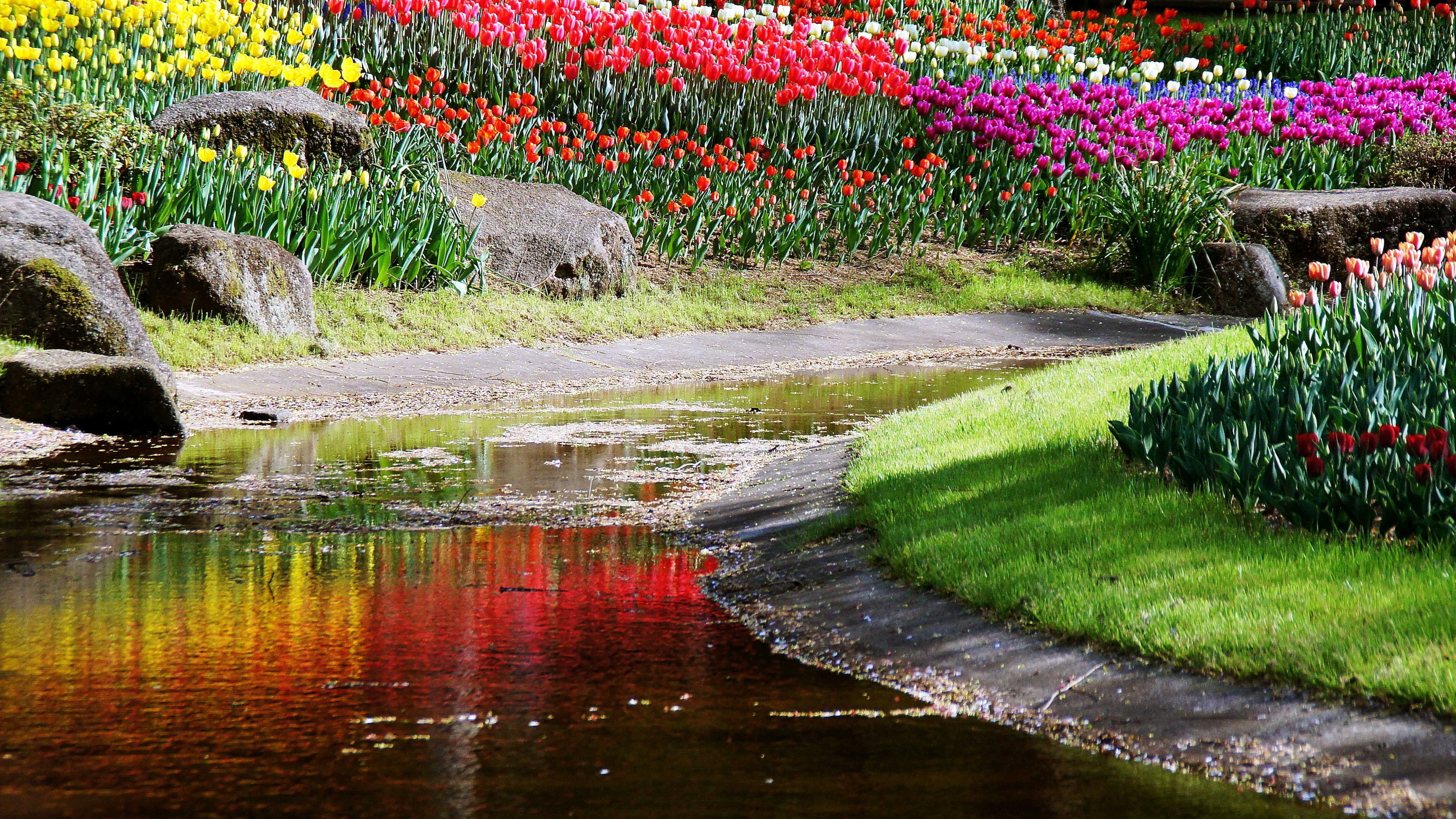 Taman bunga yang cerah dengan tulip berwarna dan refleksi tenang di air