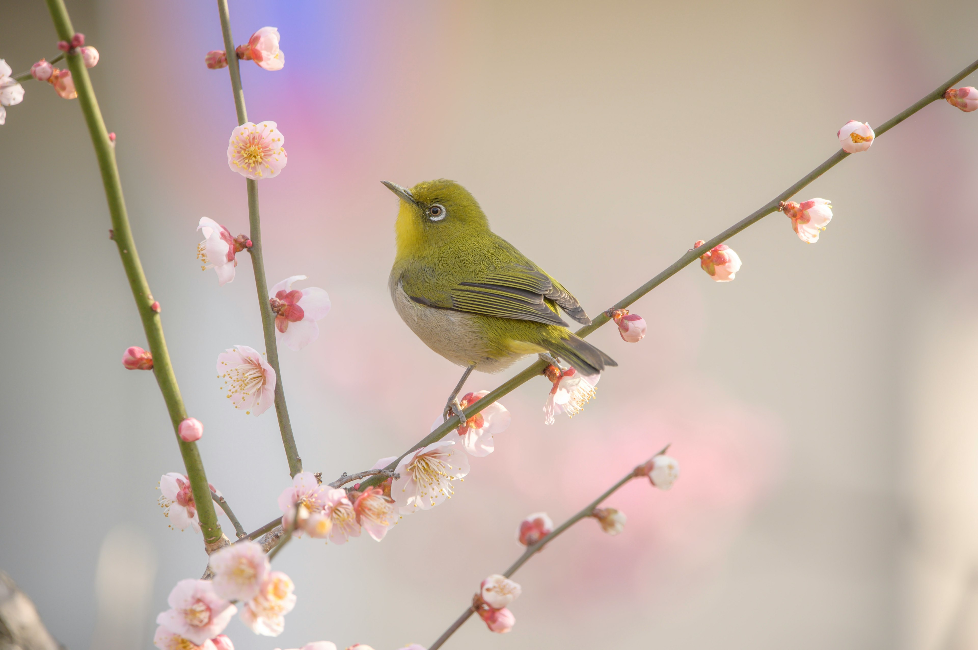 緑色の小鳥が桜の花の枝に止まっている